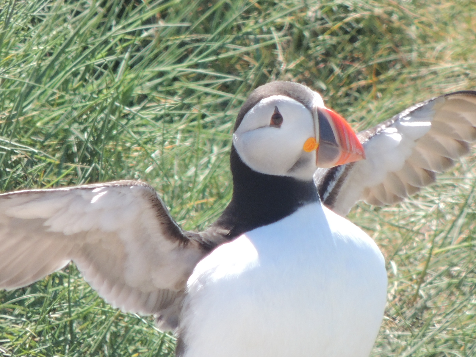 Puffin 2