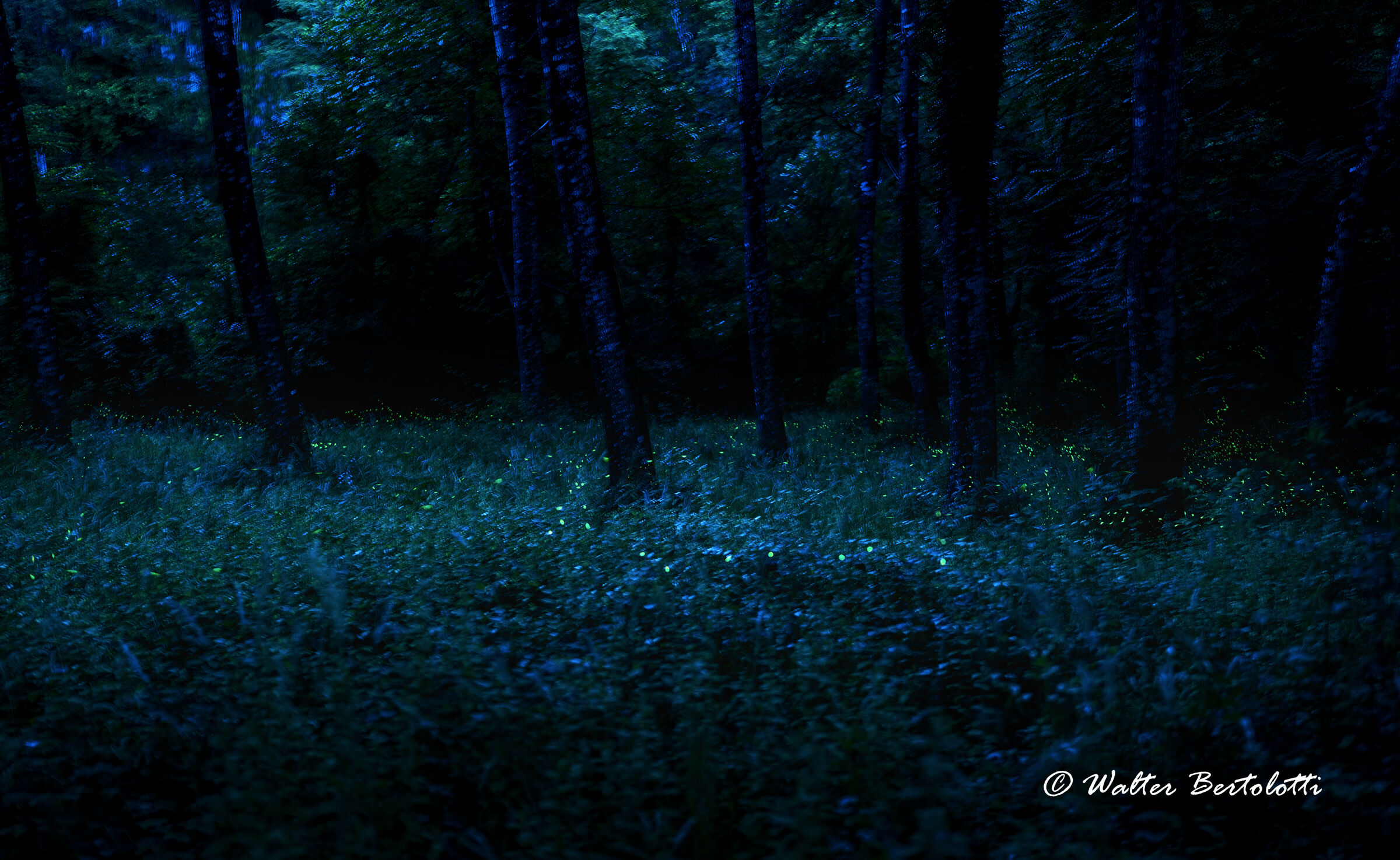 la valle delle lucciole