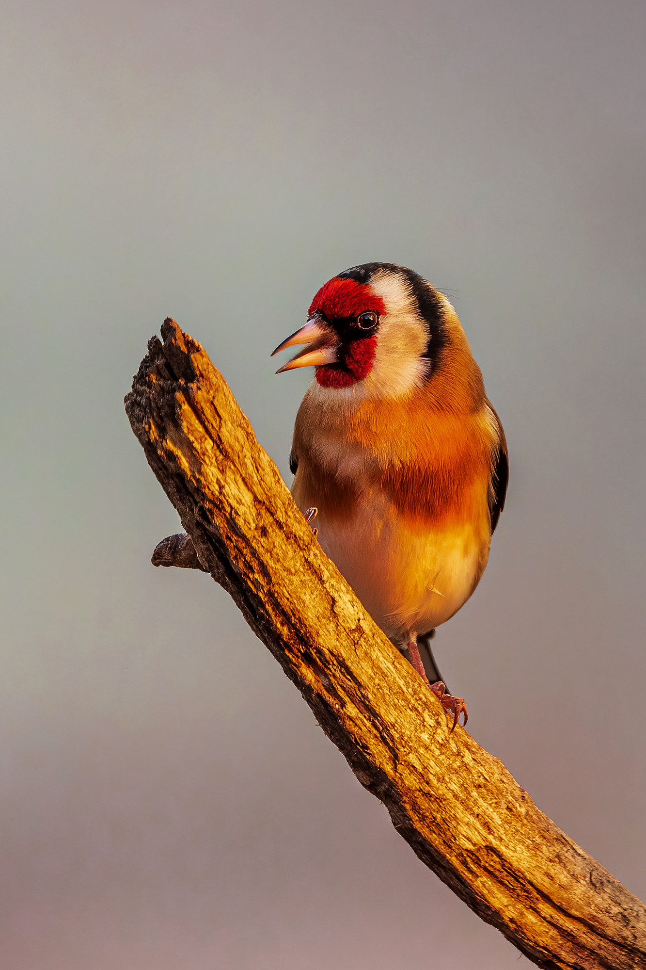 Goldfinch