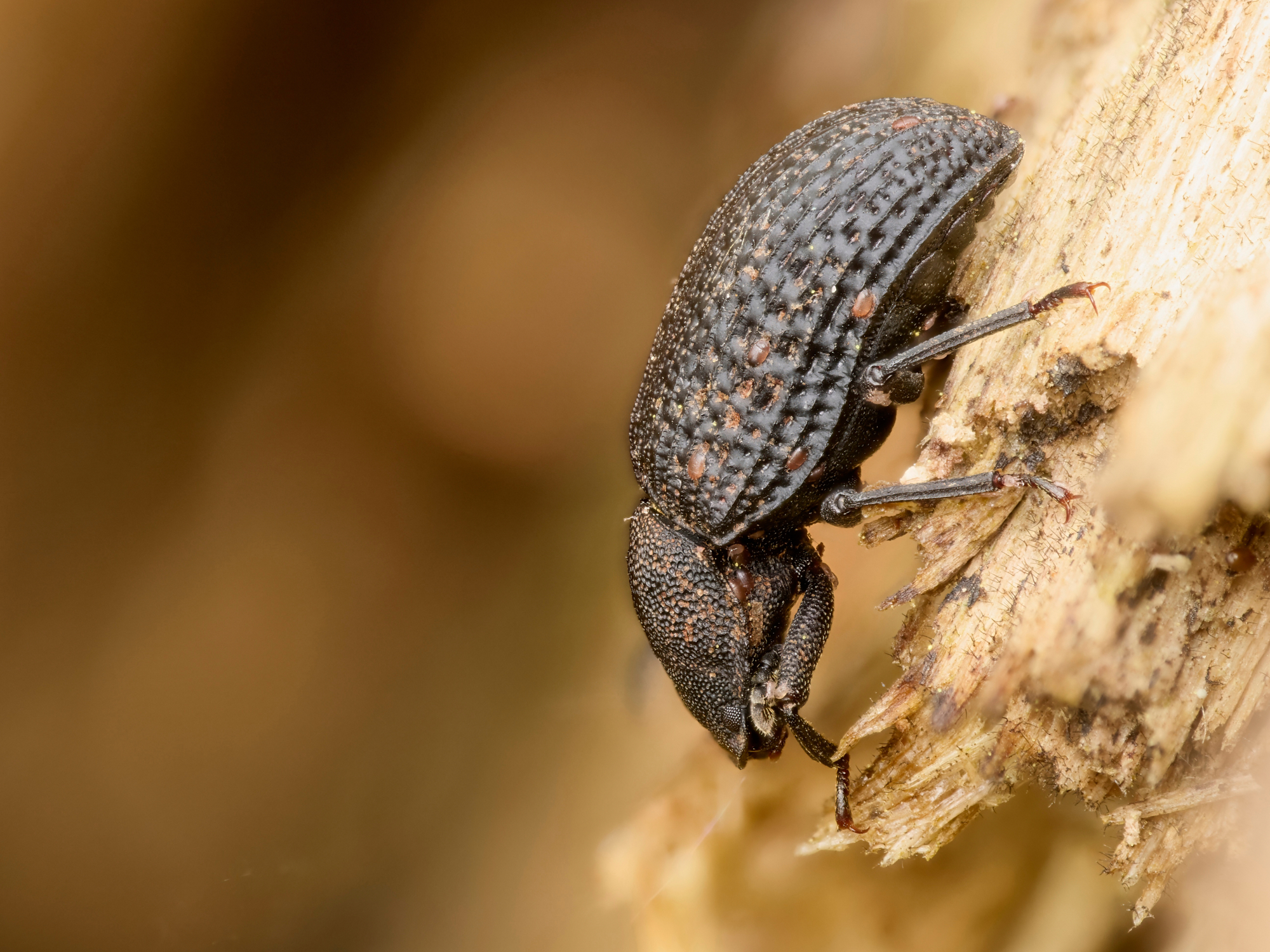 Bolitophagus reticulatus