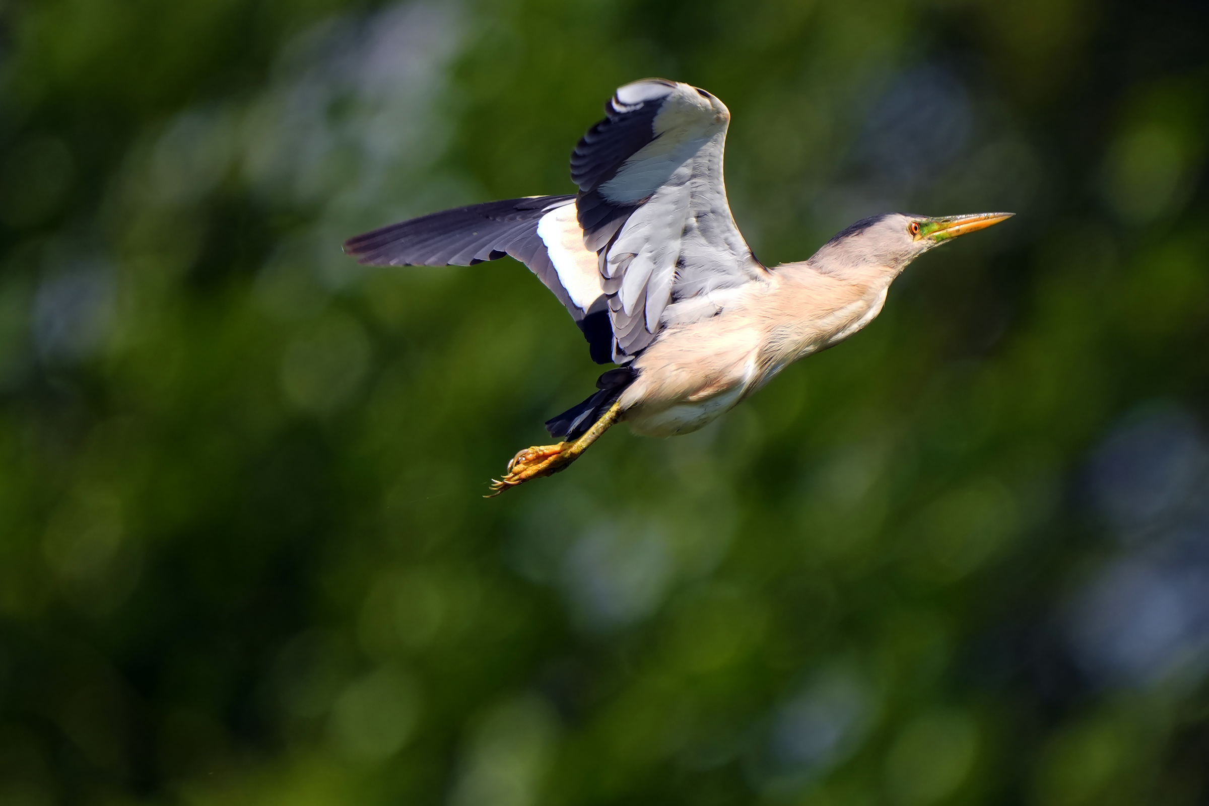 Male in flight
