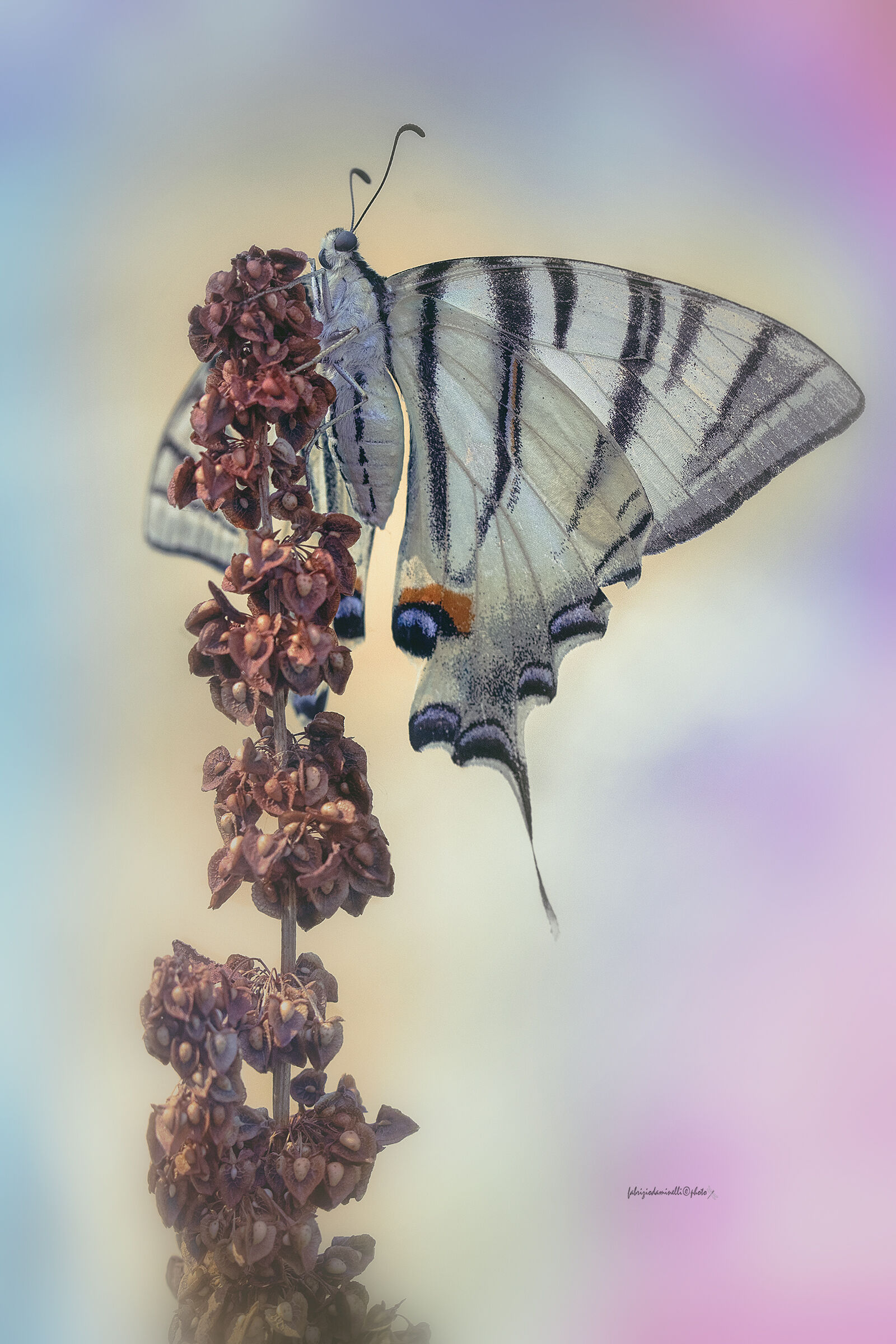 Iphiclides podalirius