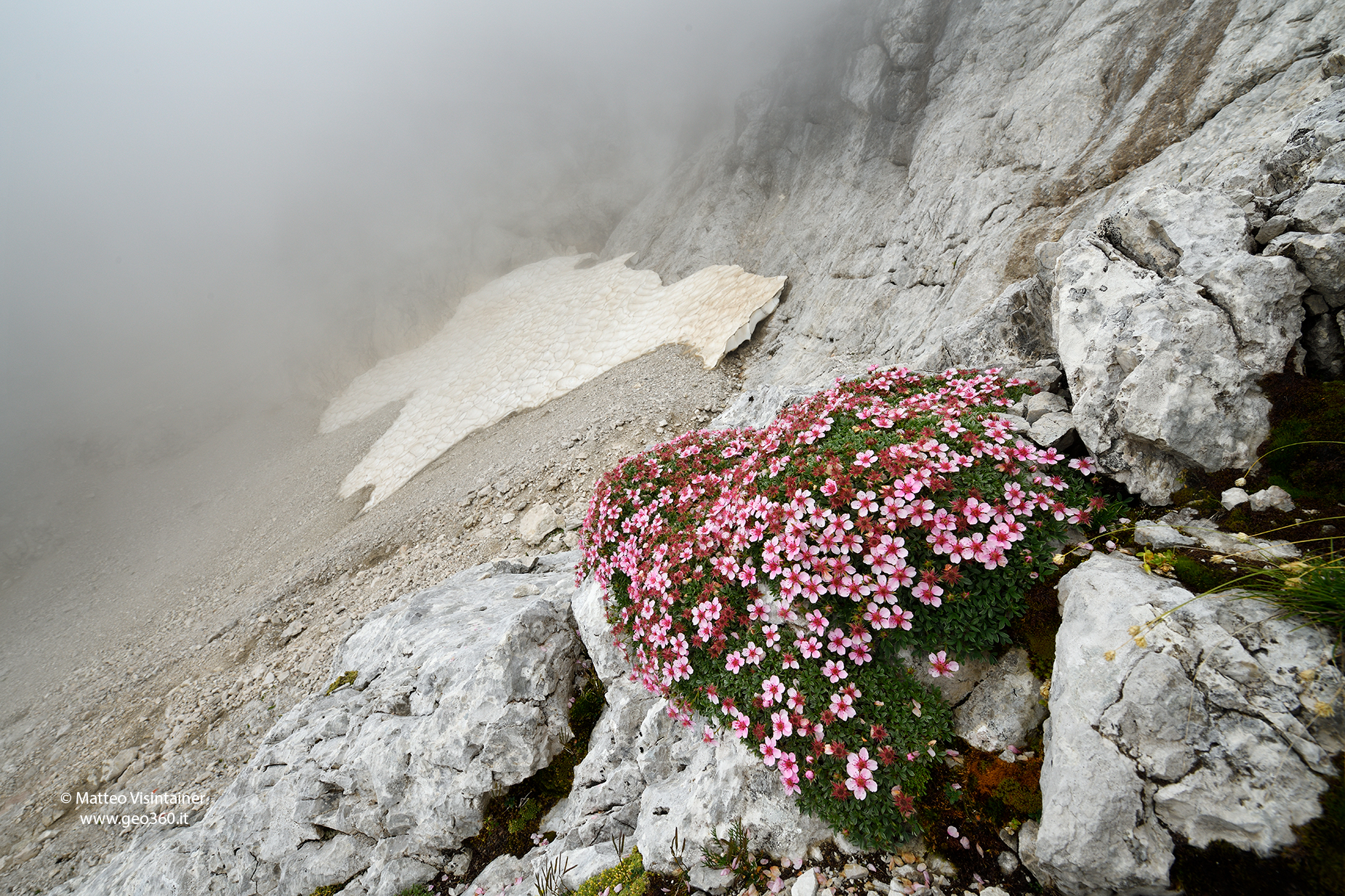 Potentilla nitida at home