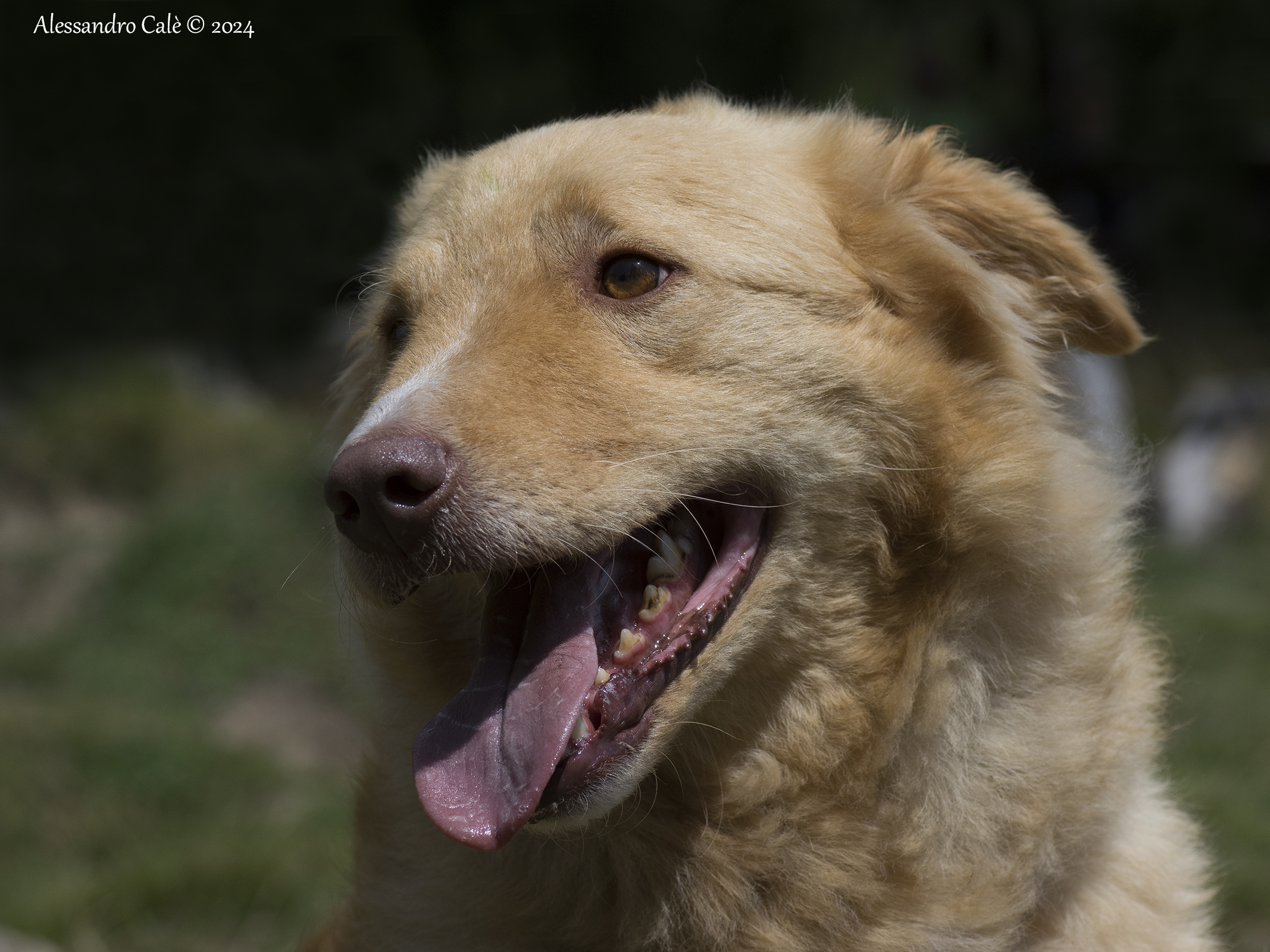 Posing for portrait 5245
