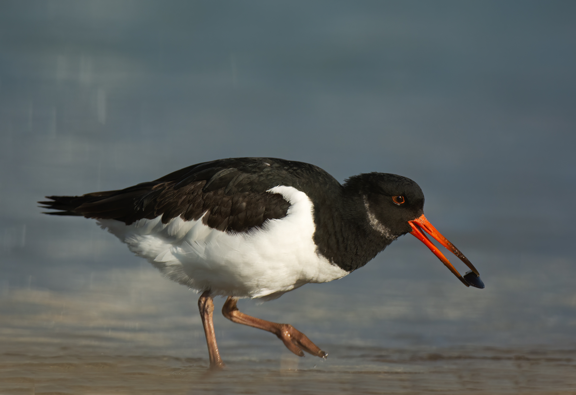 Oystercatcher
