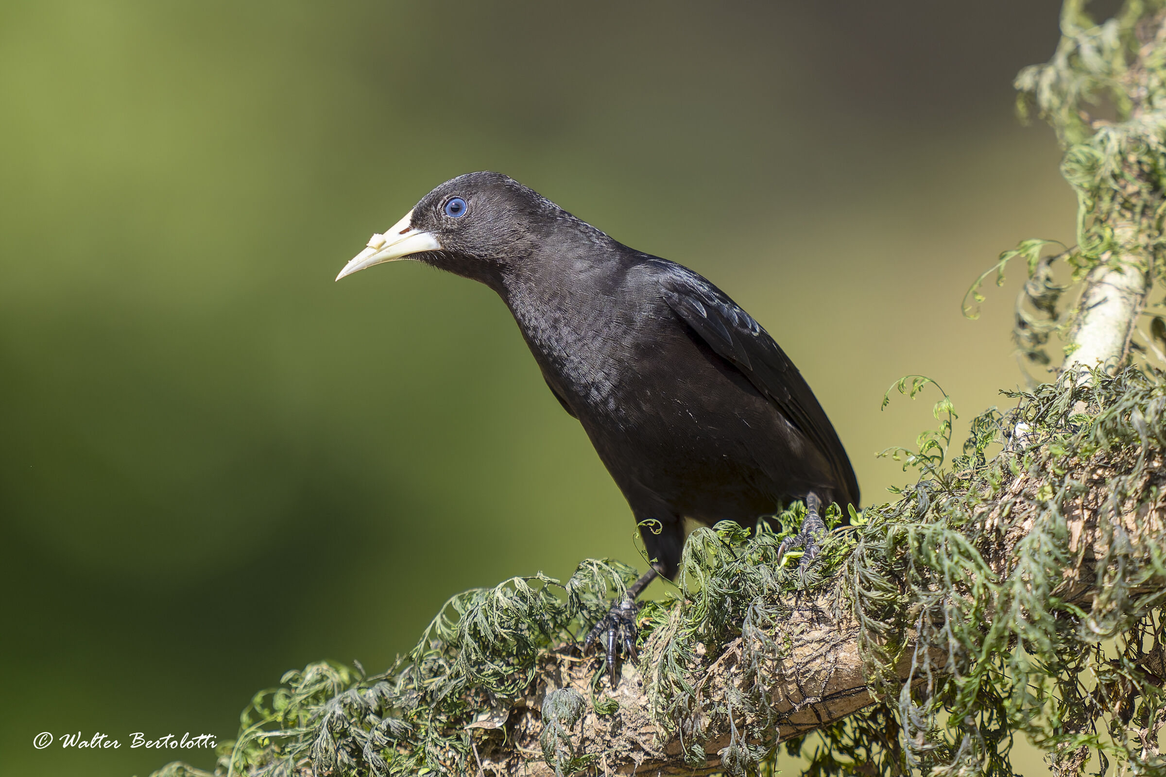 Cacico dal groppone rosso