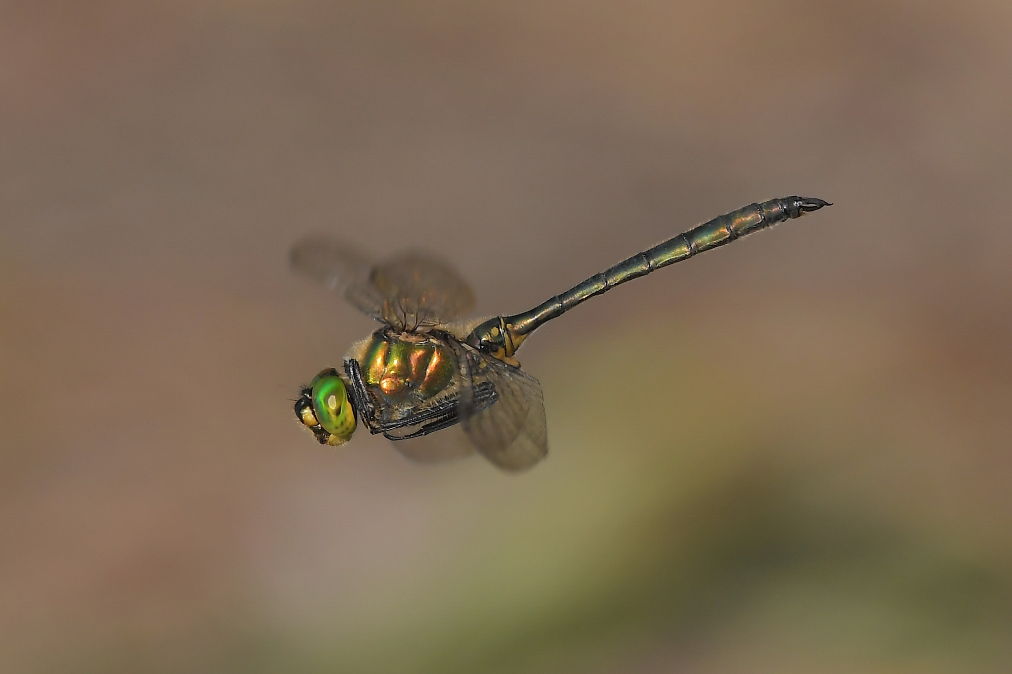 Somatochlora metallica