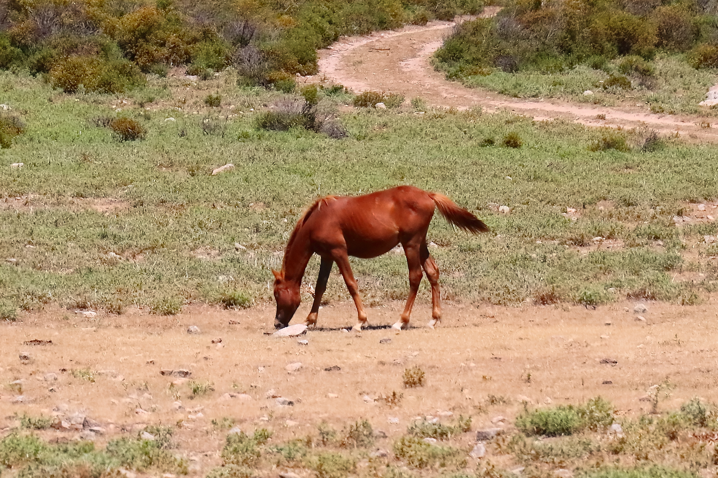 Stato brado 22-06-2024 - 1095