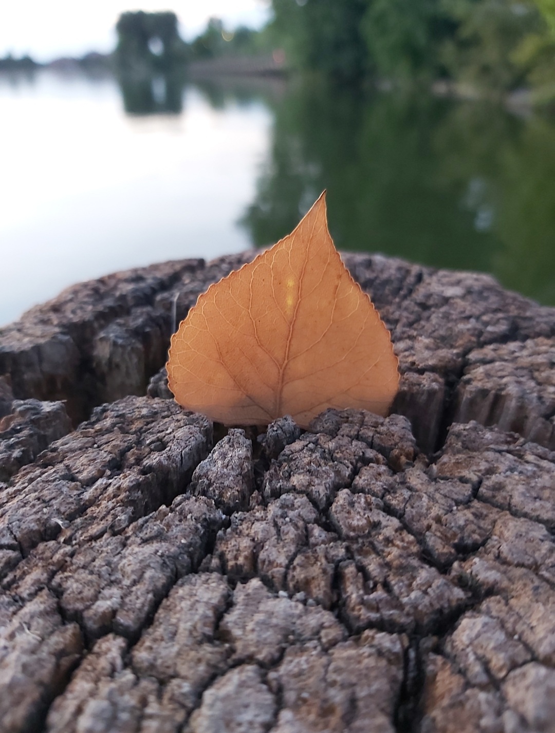 Leaf in the trunk