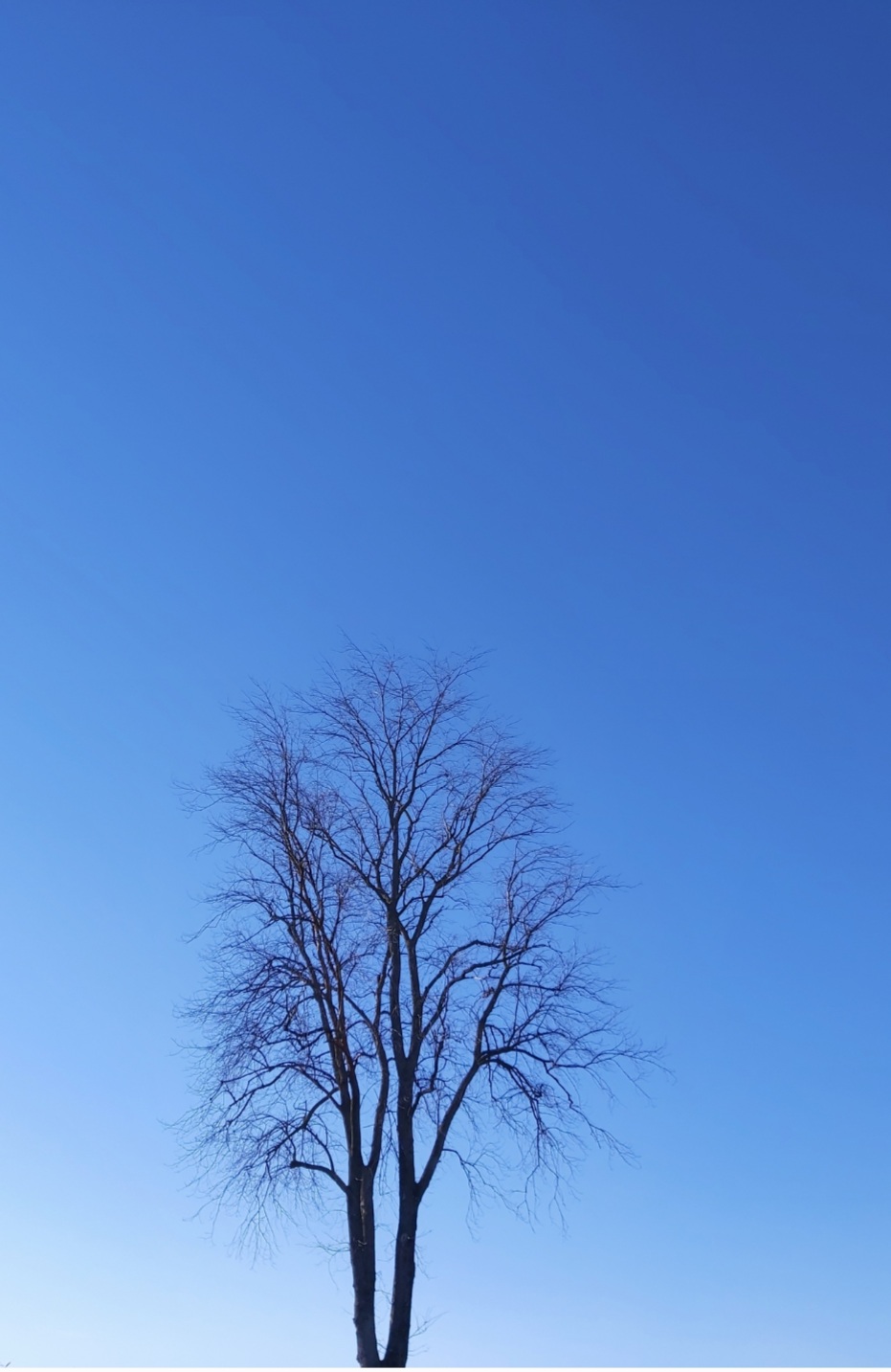 Tree in the blue