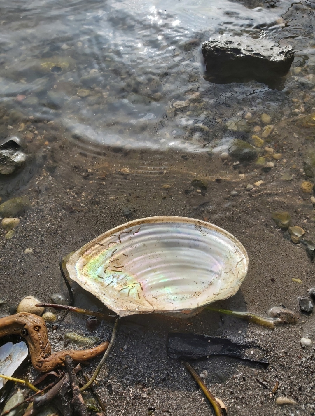 Rainbow in the shell