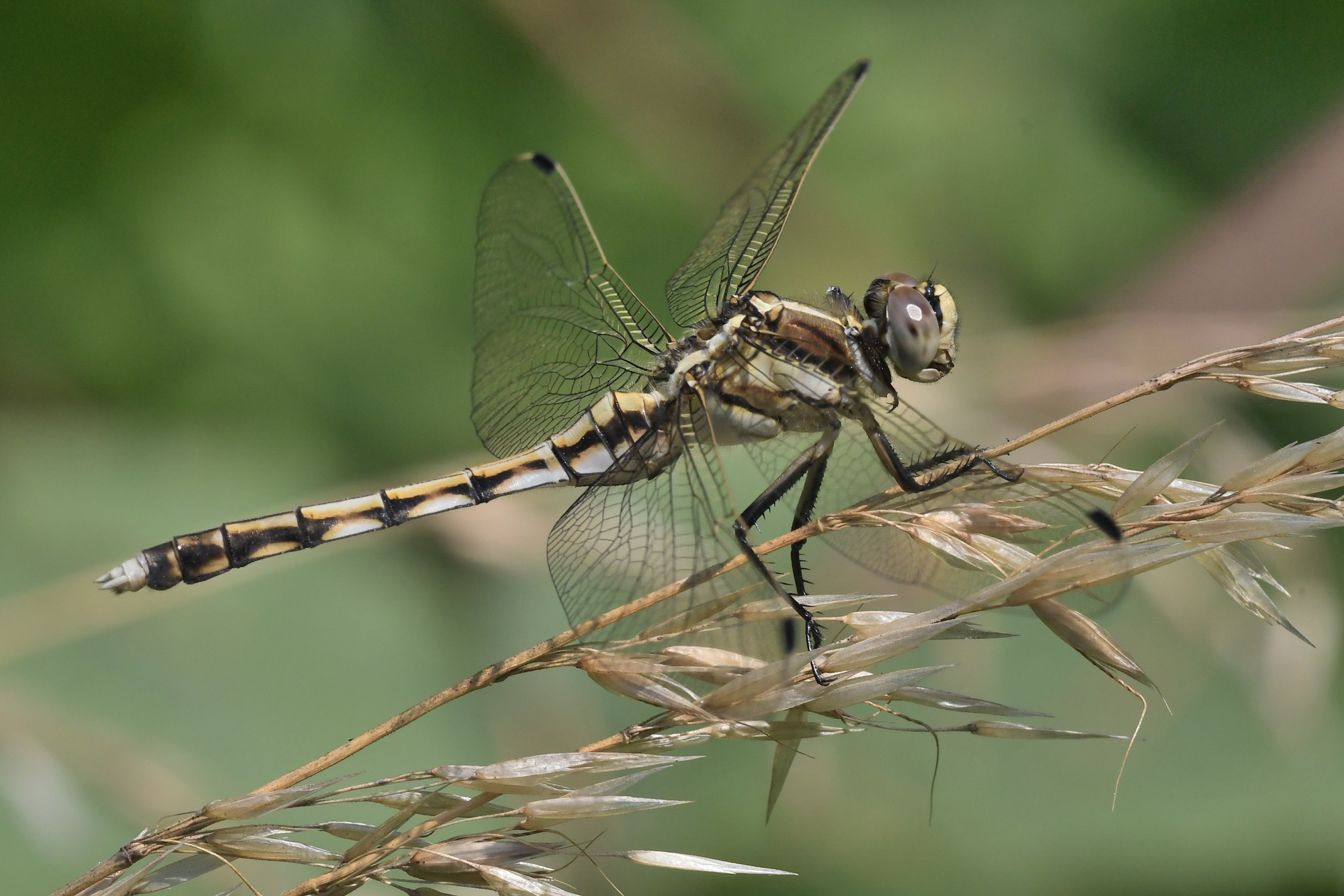 Orthetrum albistylum