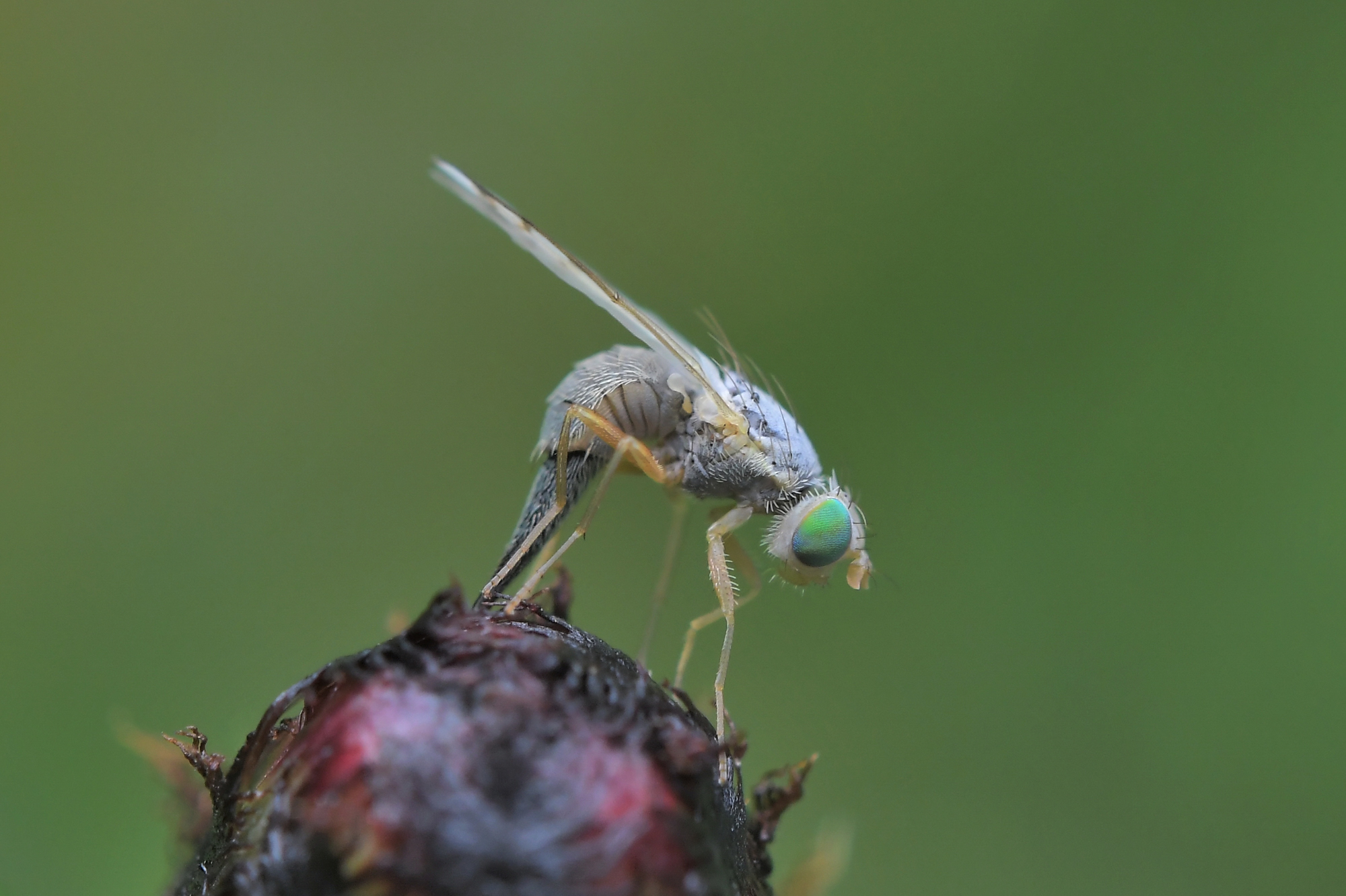 Acanthiophilus helianthi