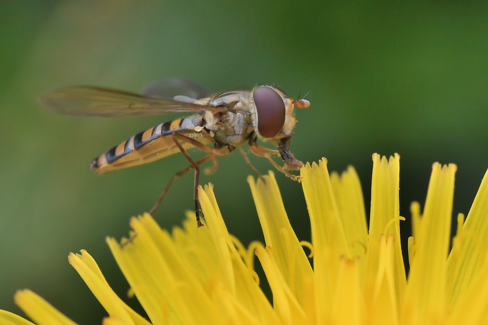 Episyrphus balteatus