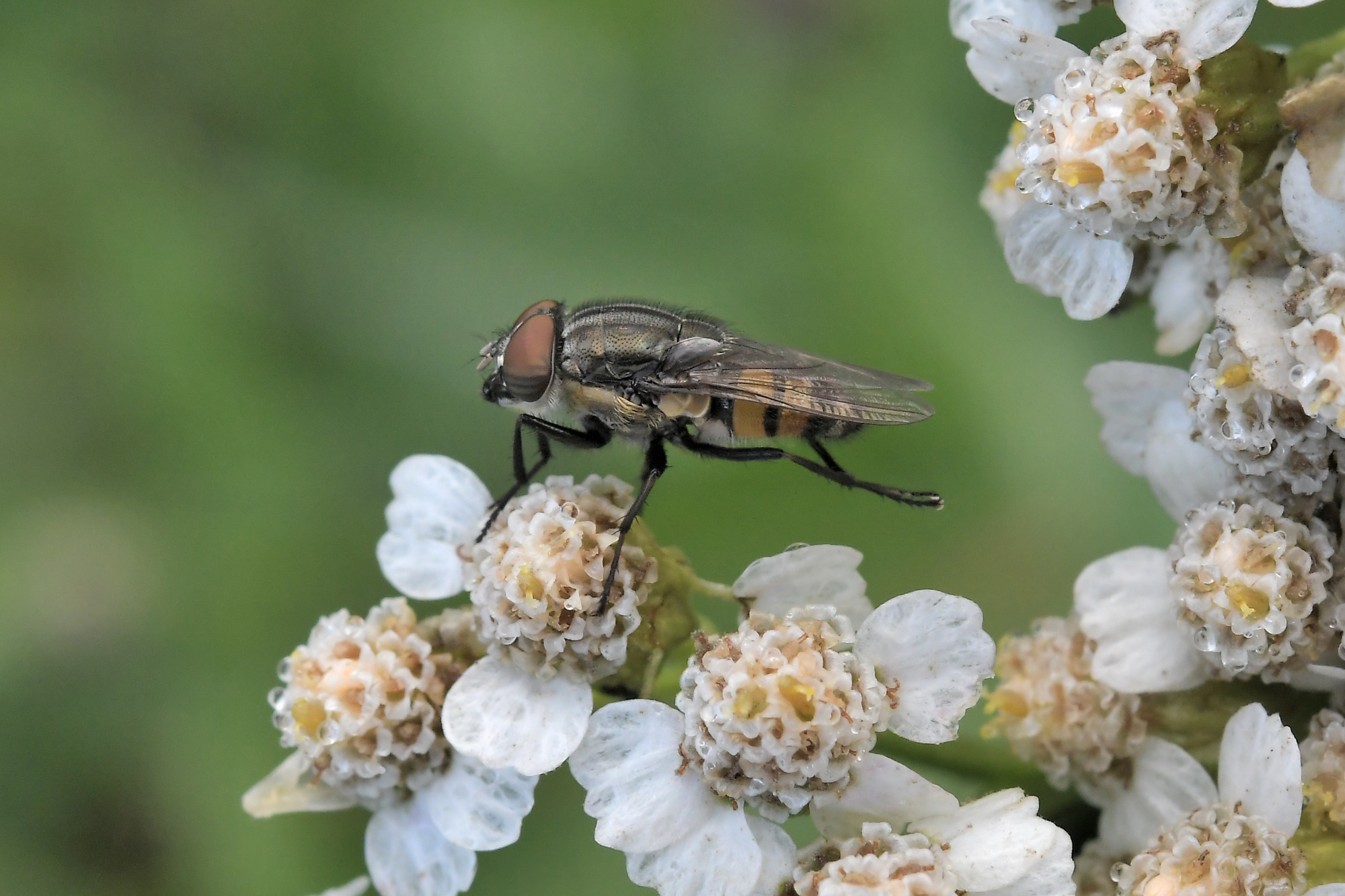 Stomorhina lunata