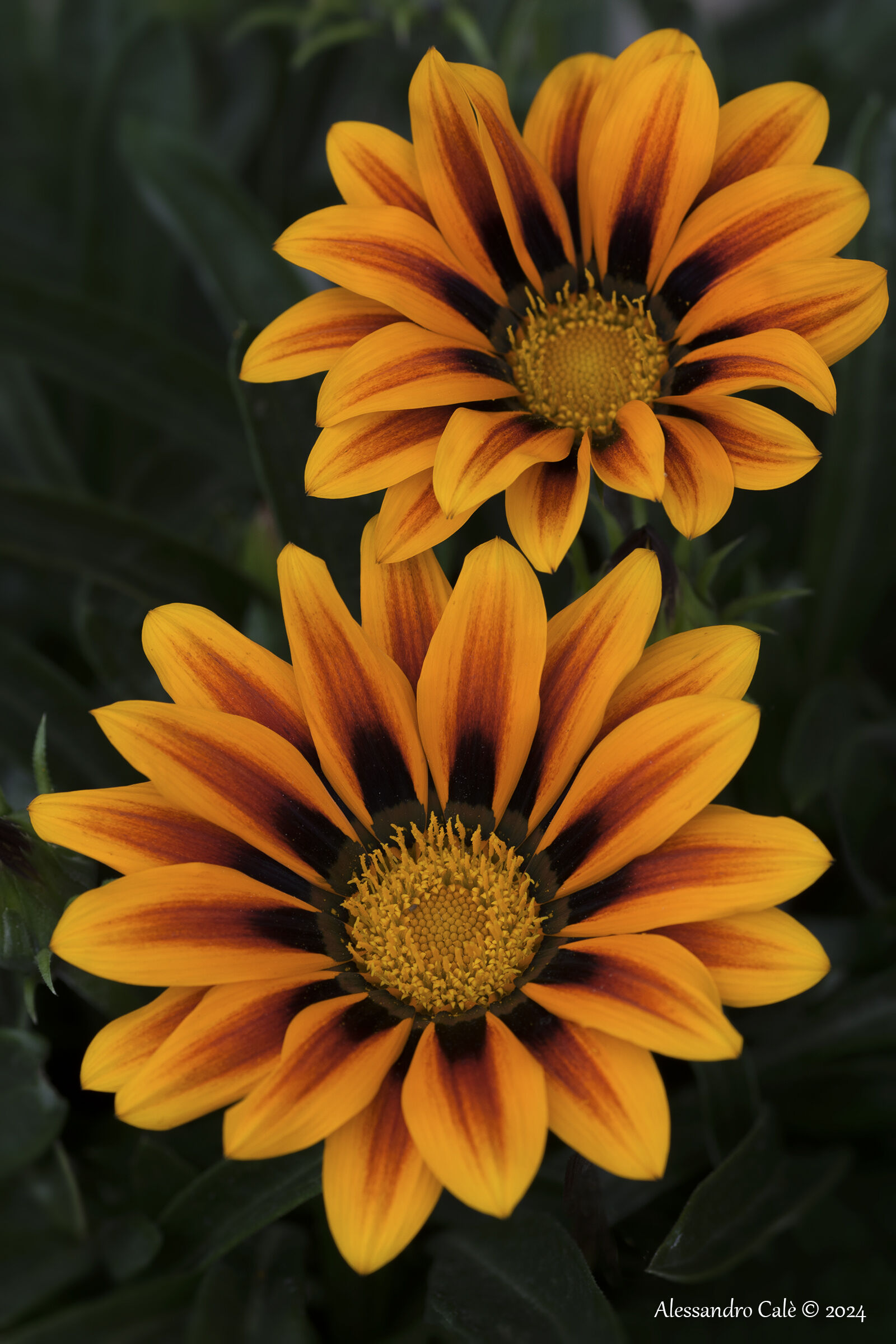 Gazania 4225