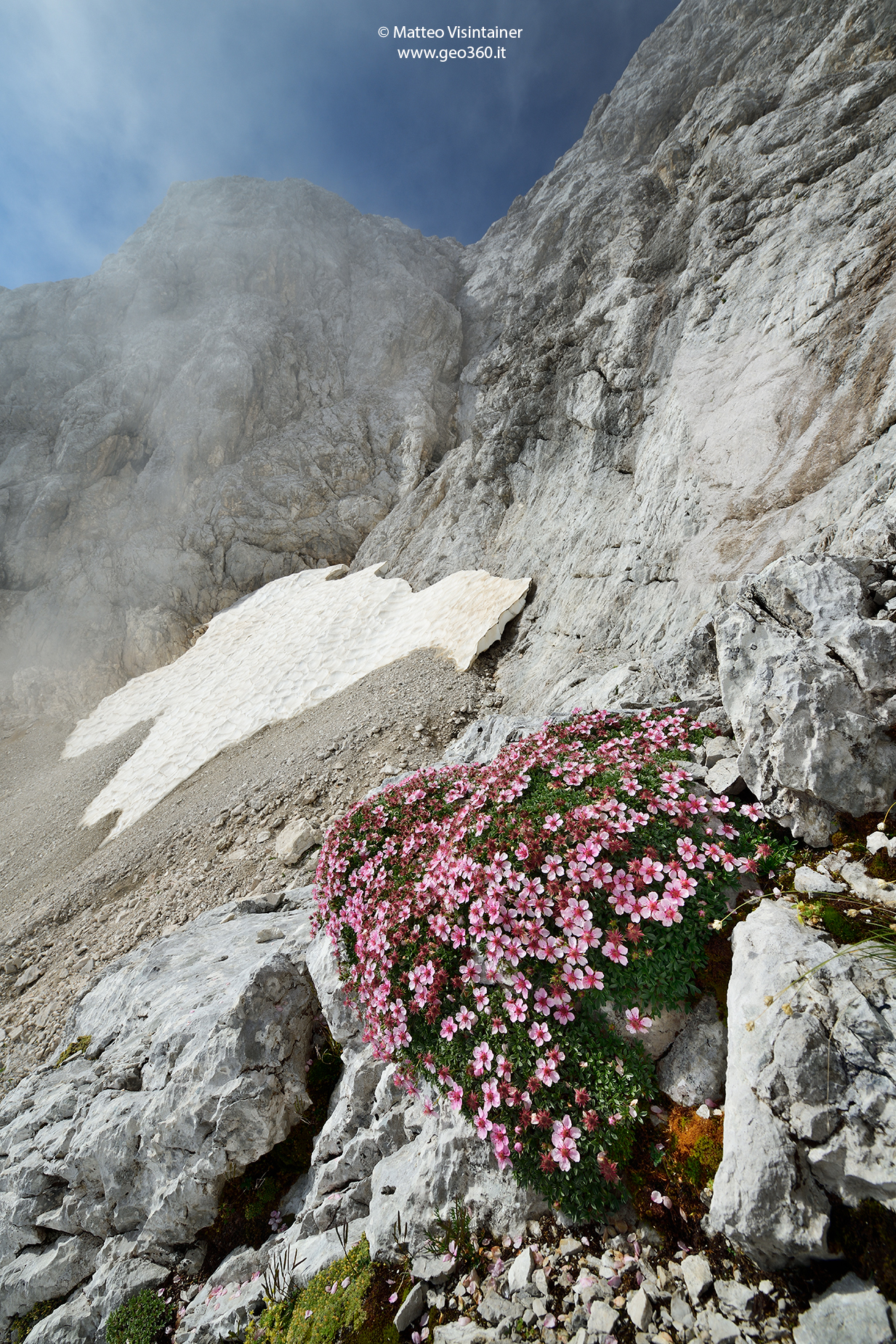 Potentilla sharp set