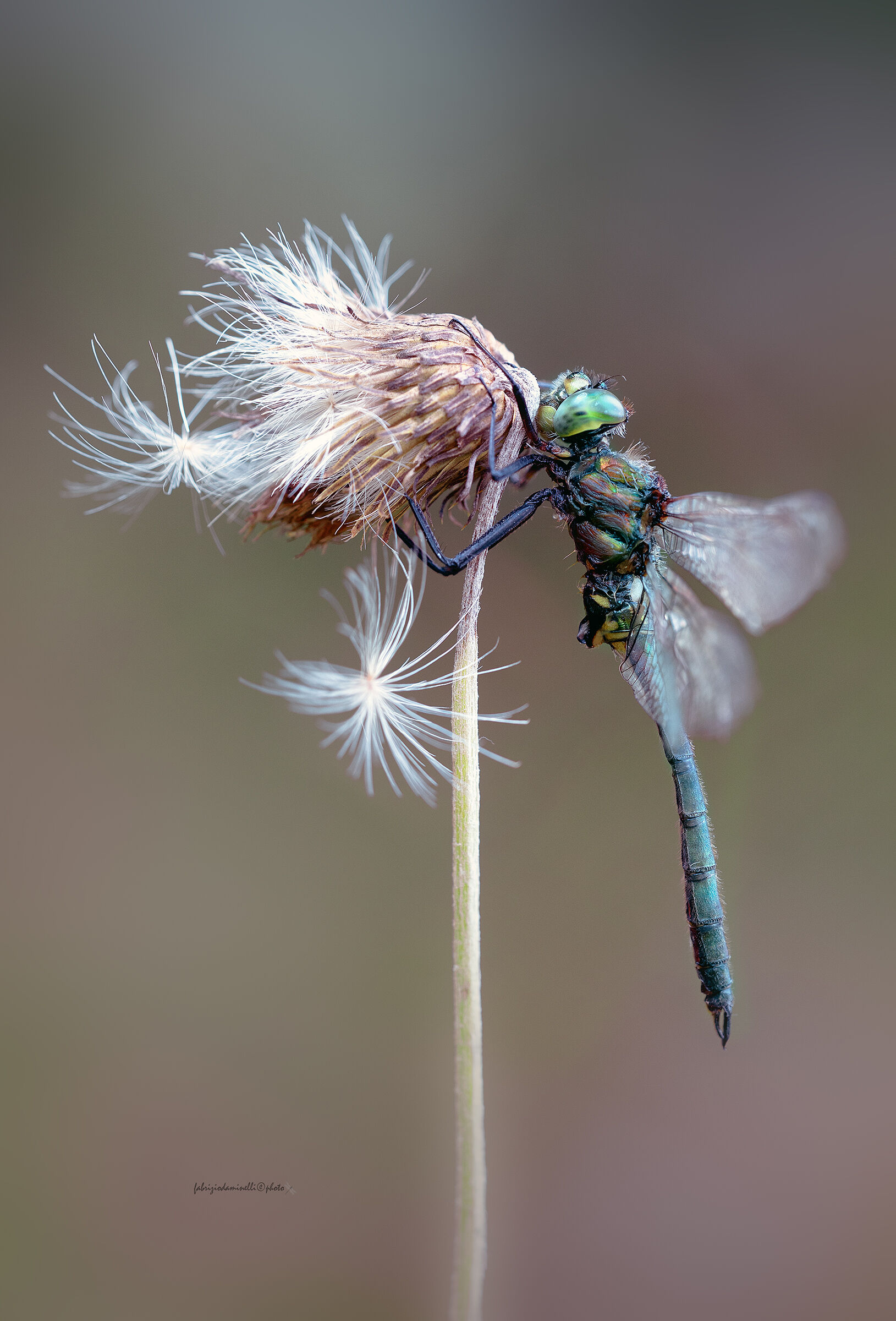 Somatochlora alpestris