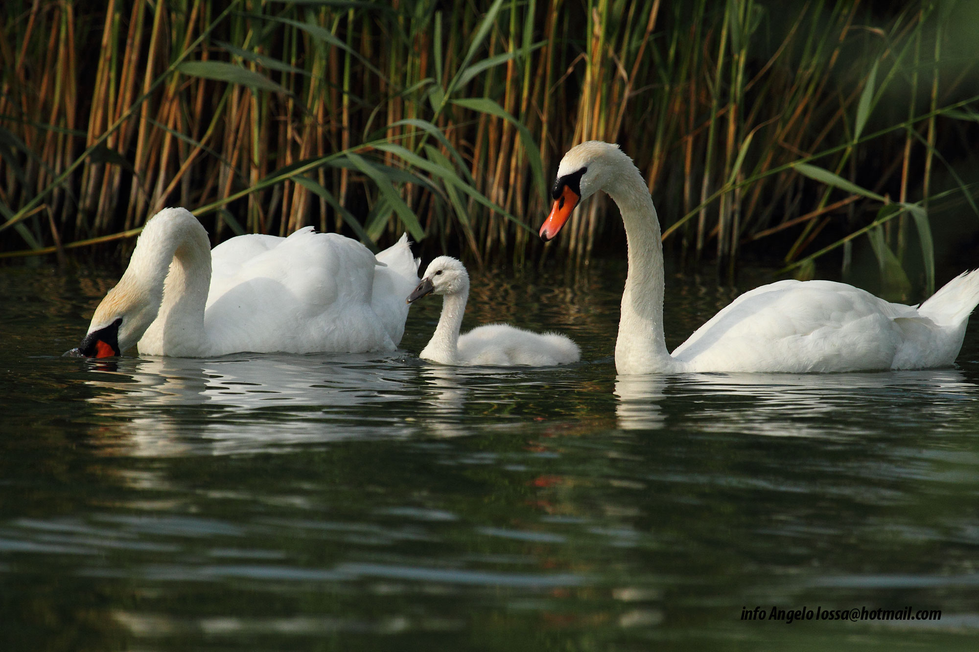 Che Bella Famigliola