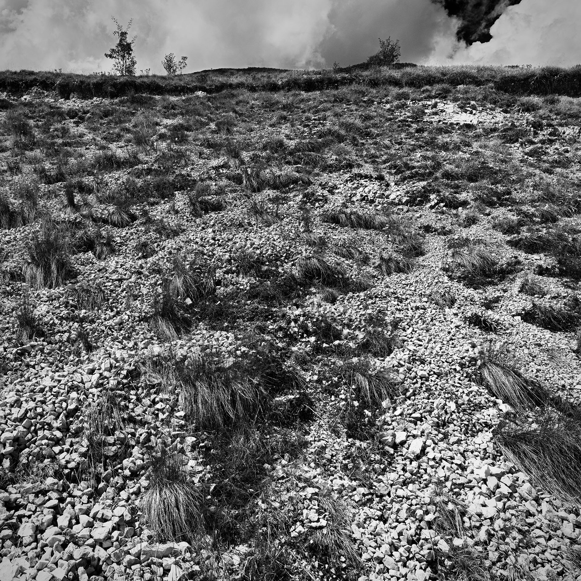 "La Ginestra". Giacomo Leopardi