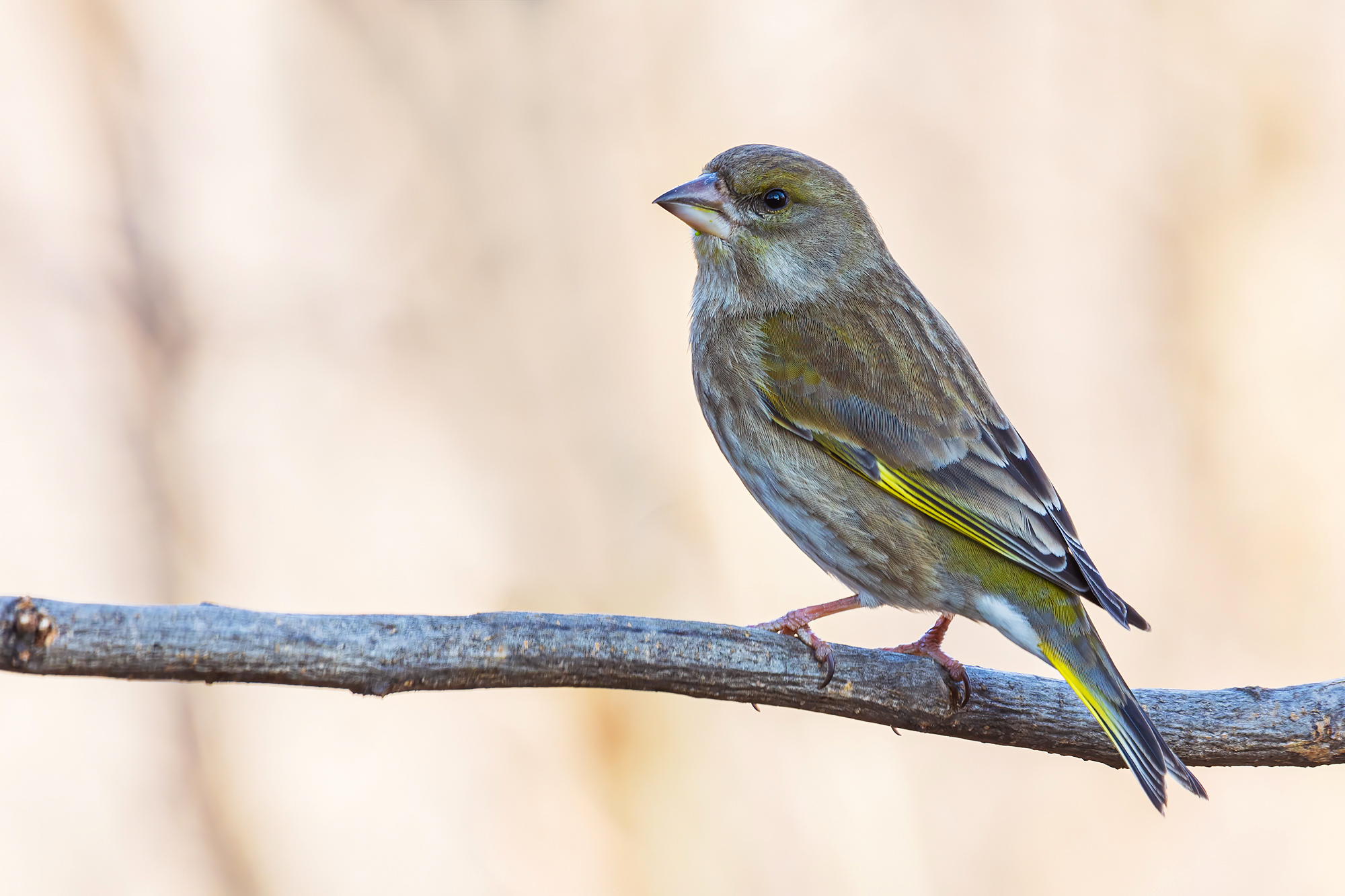 Greenfinch