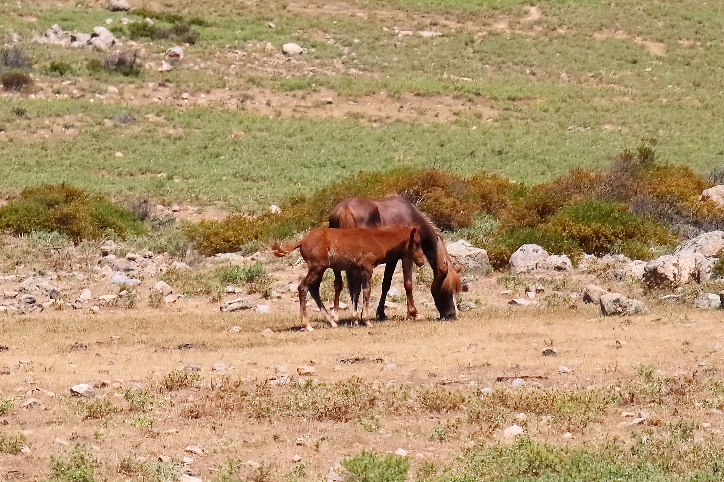 Il puledro 22-06-2024 - 1096