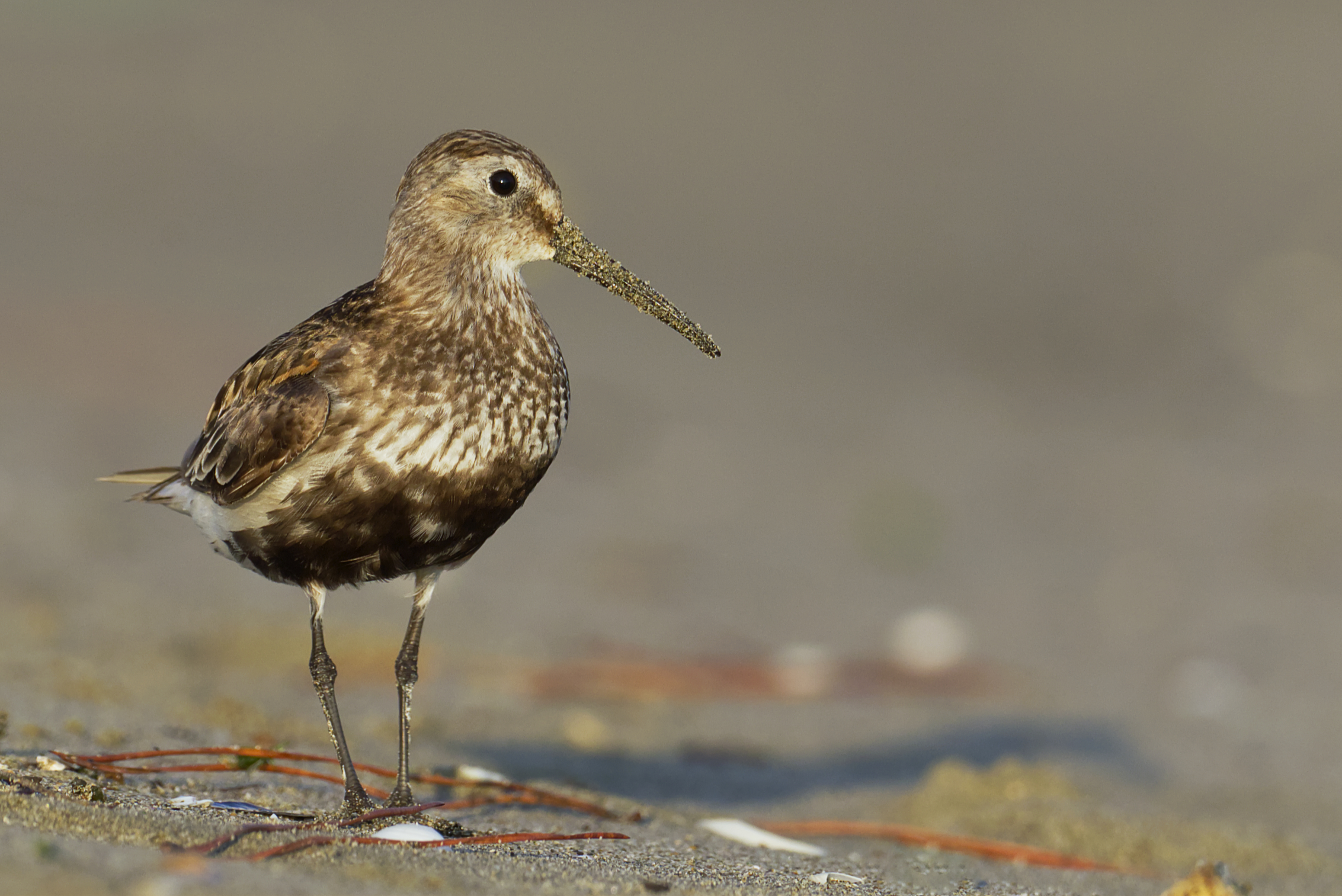 Dunlin