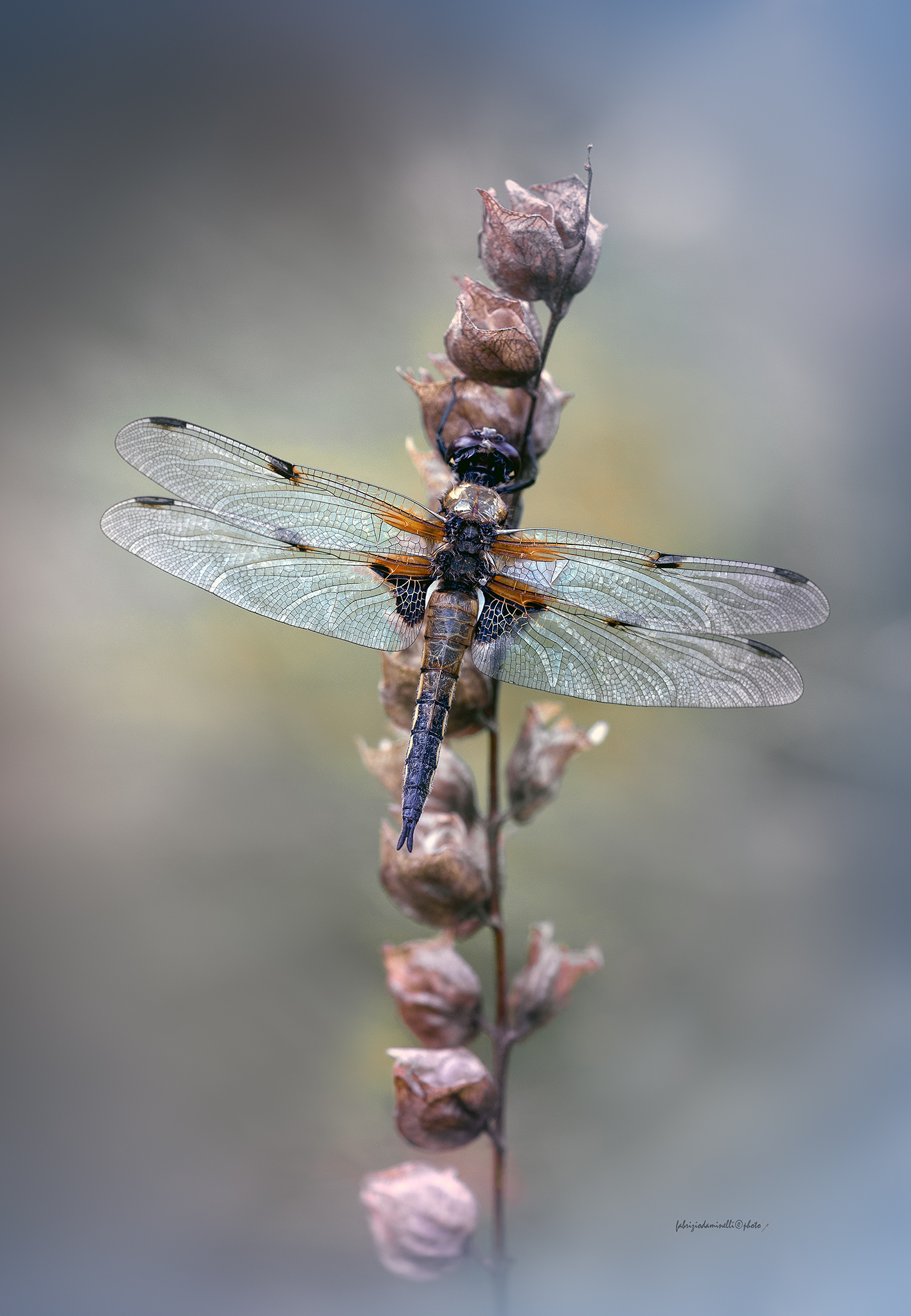 Four-folded dragonfly
