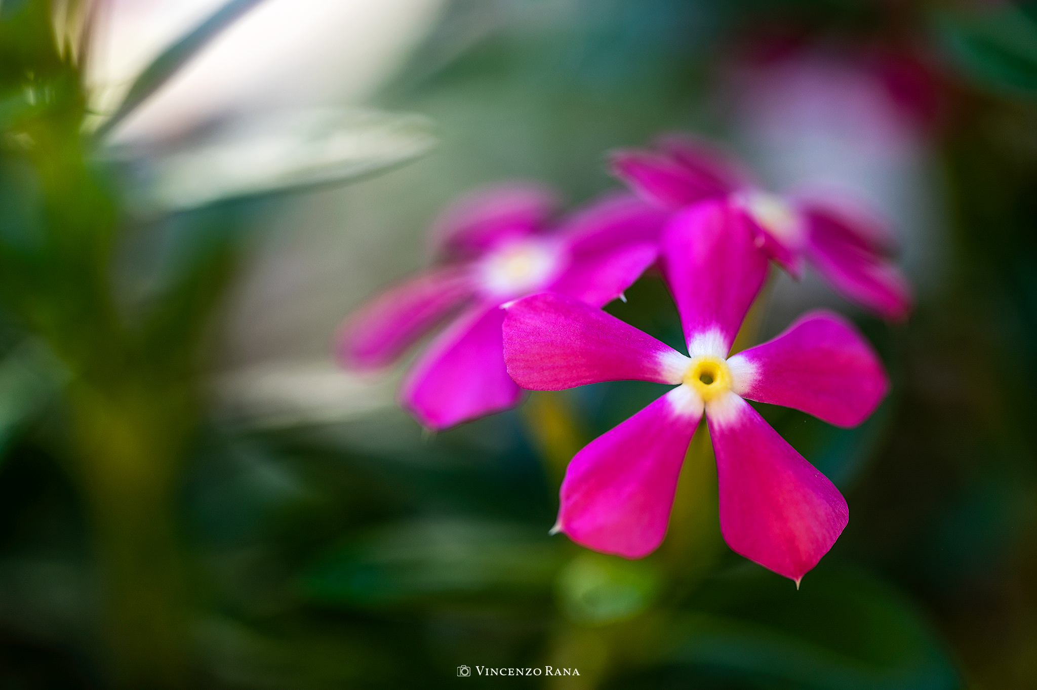 Madagascar periwinkle