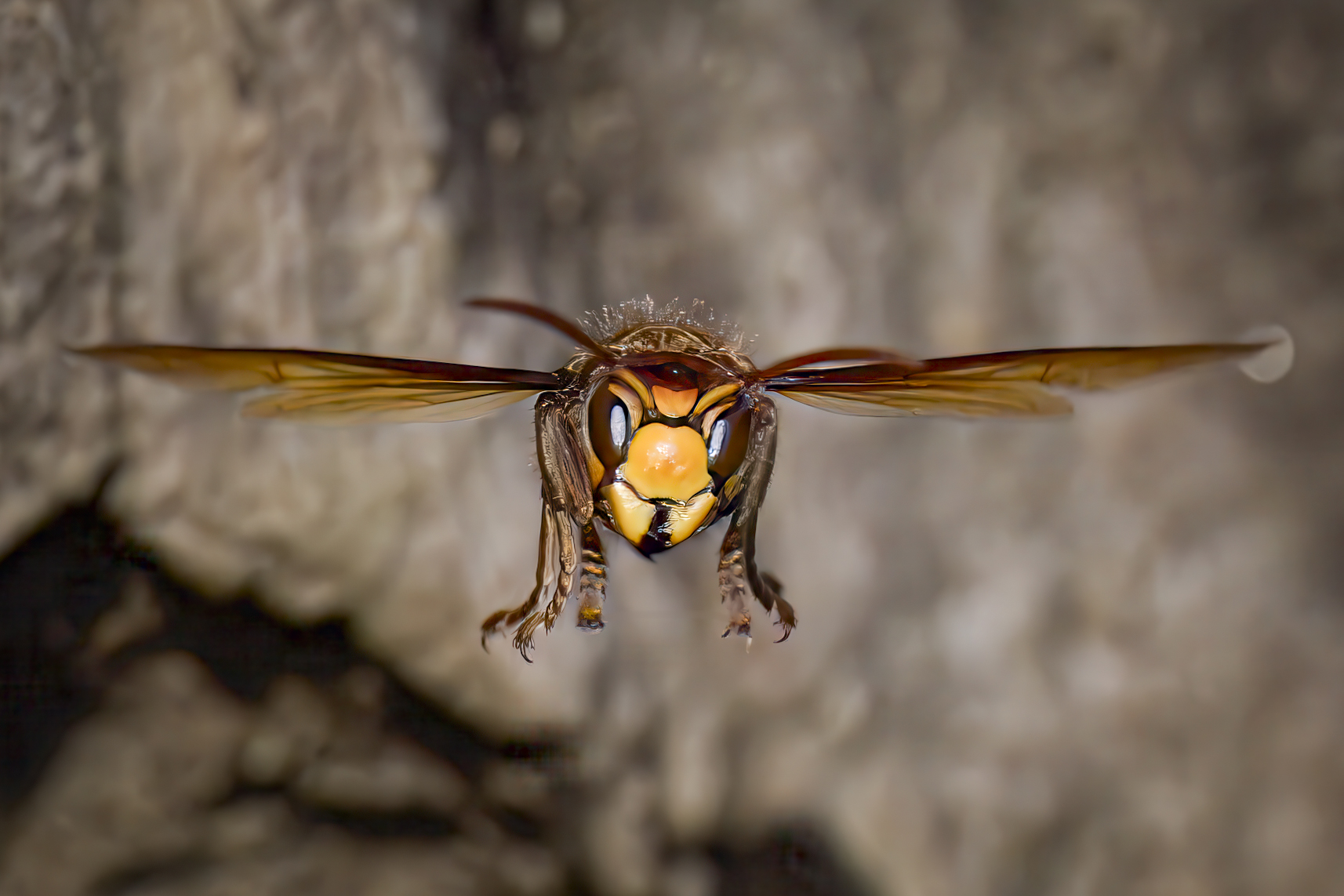 Il volo del calabrone