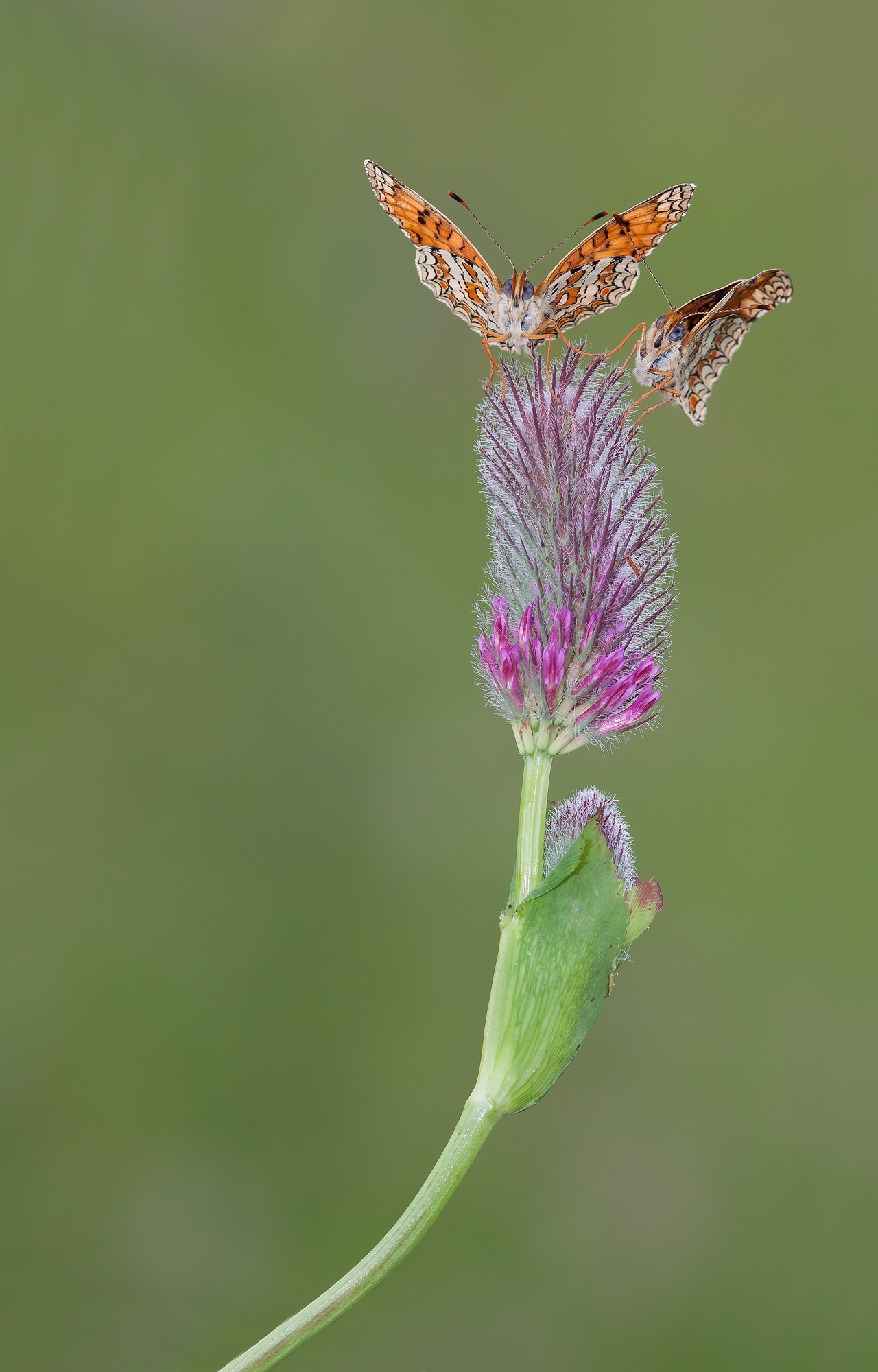 Melitaea Phoebe