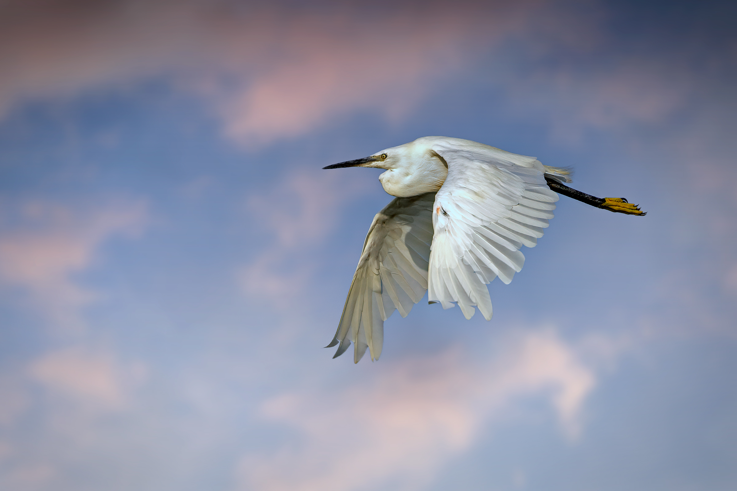 Garzetta, prime luci