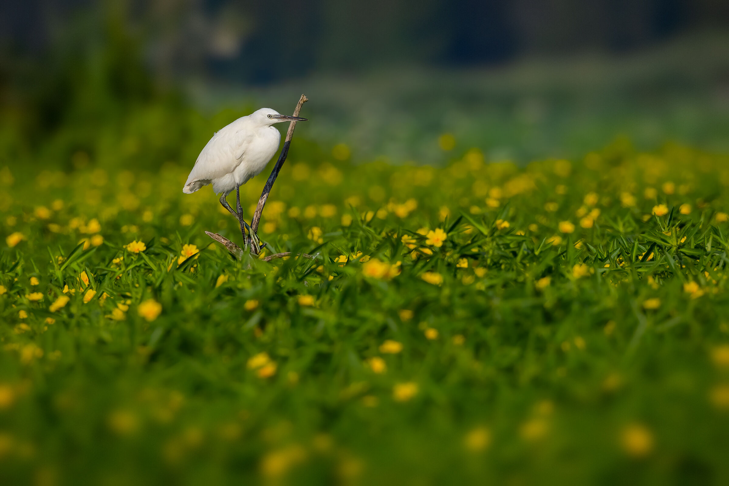 Garzetta immersa nella Ludwigia