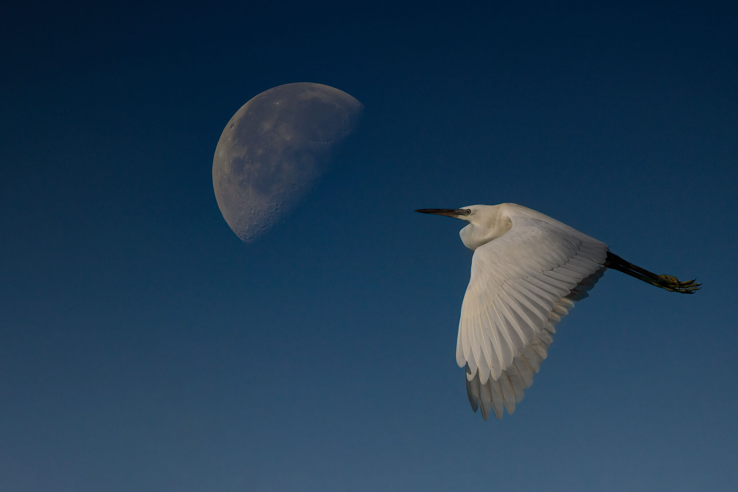 Garzetta (doppia esposizione)