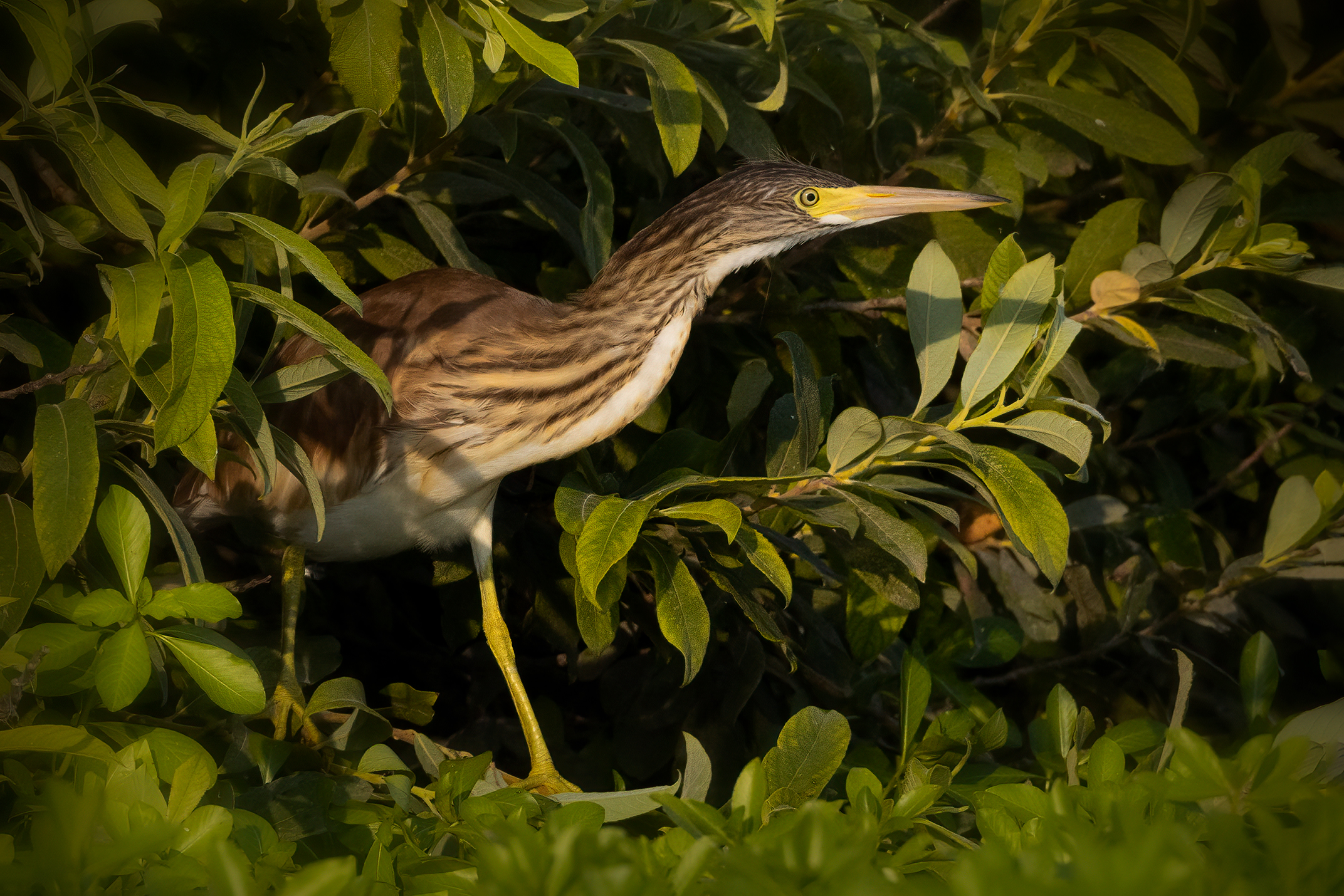 Sgarza ciuffetto juv.