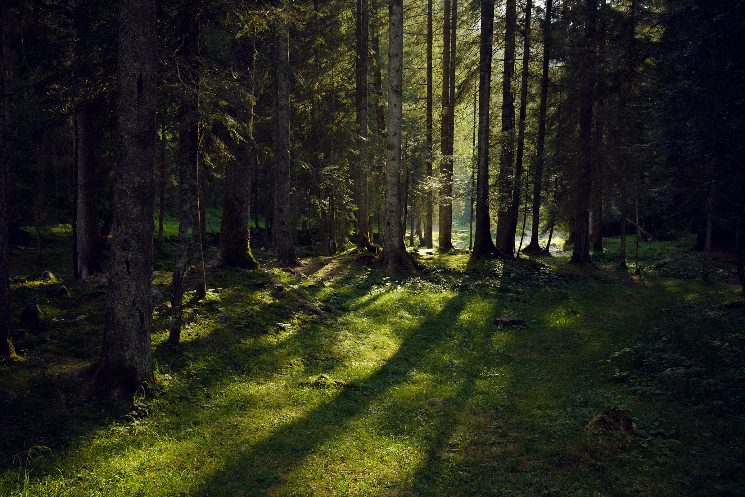 Forest