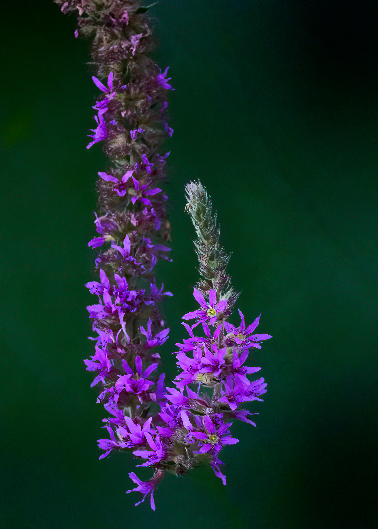 Salcerella (Lythrum salicaria).
