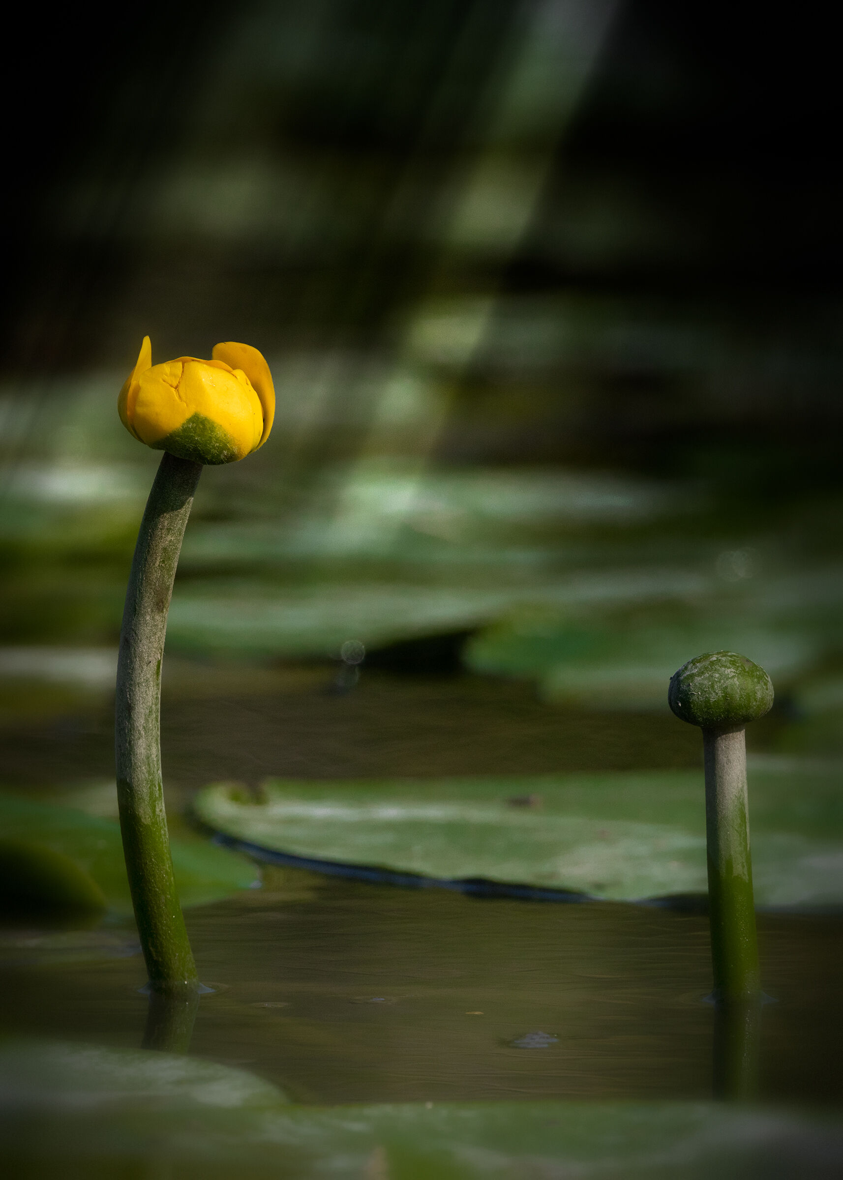 Nannufero o ninfea gialla (Nuphar lutea)