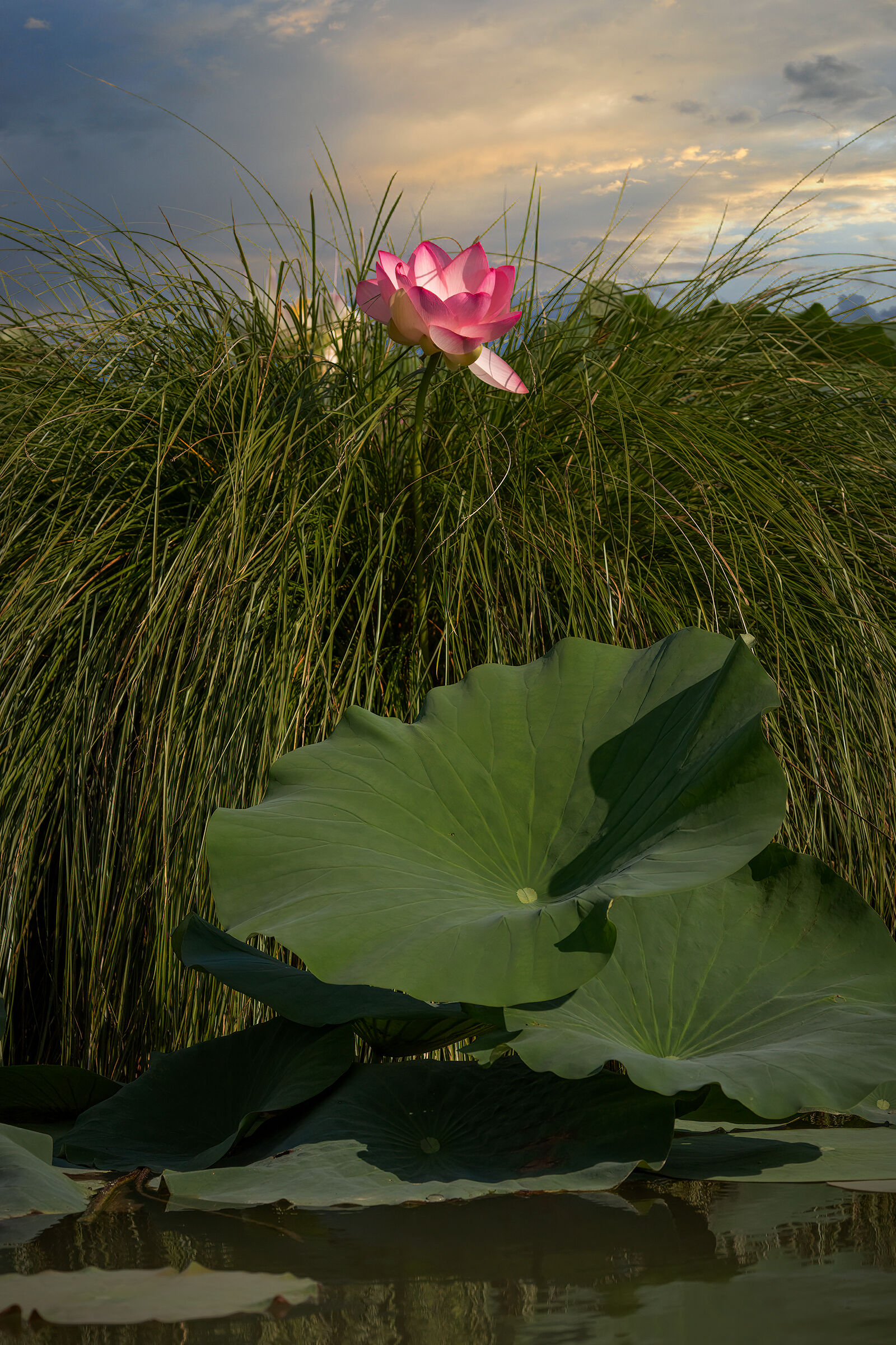 Solitario tra la Carice