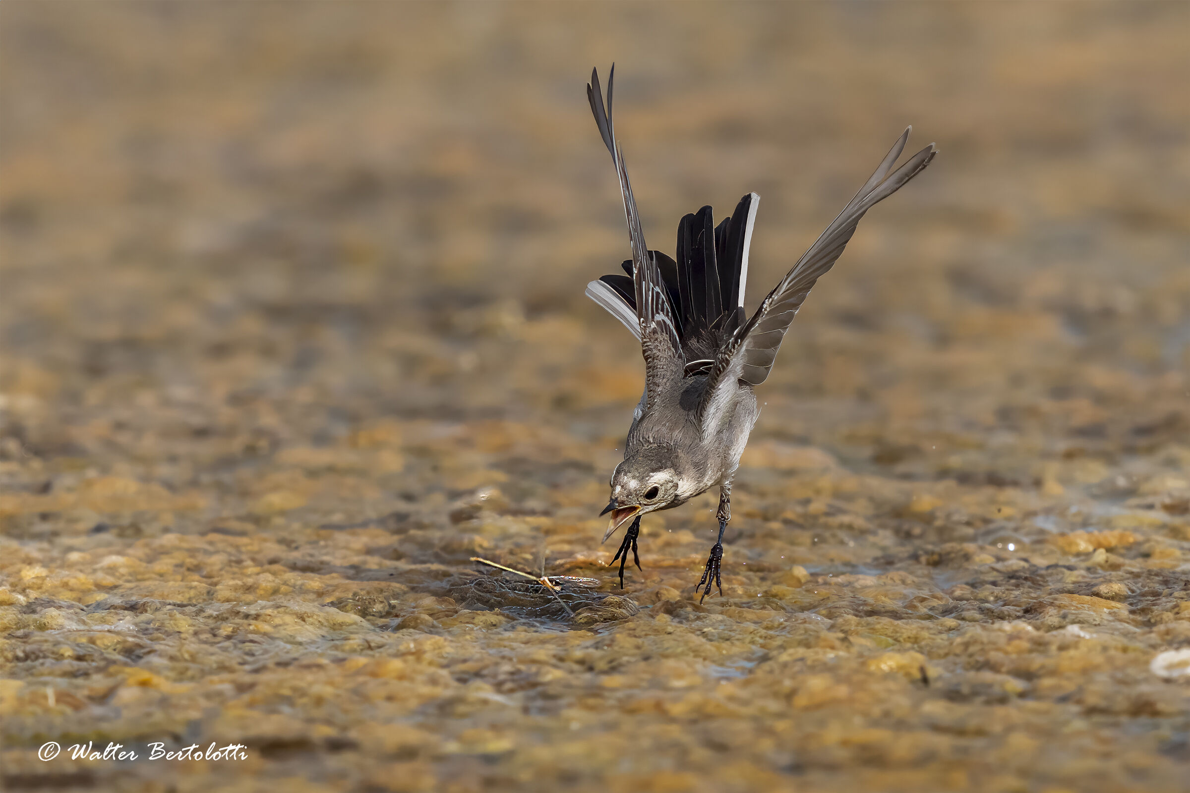 Ballerina Hunting