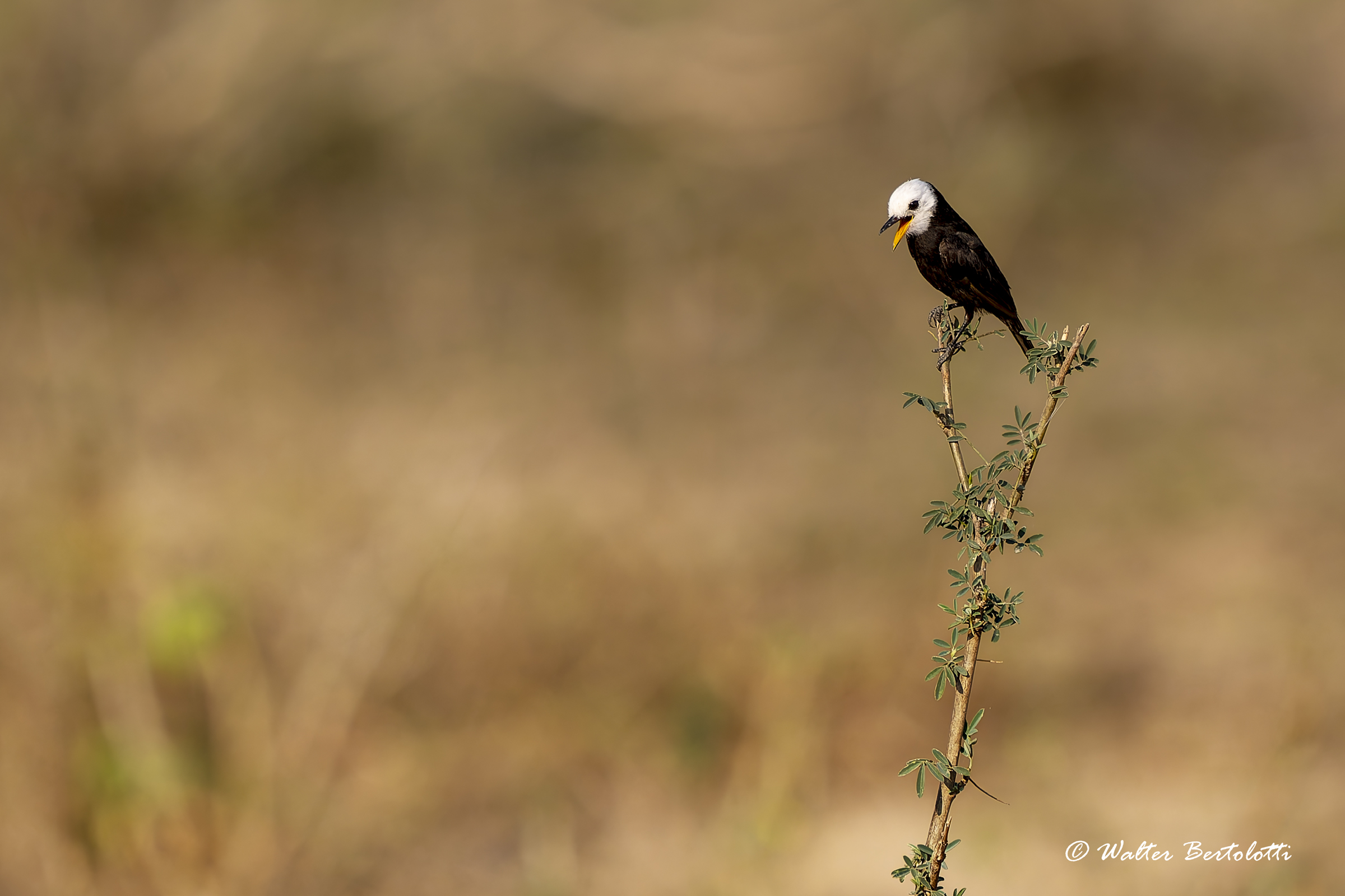 Tiranno di palude testabianca