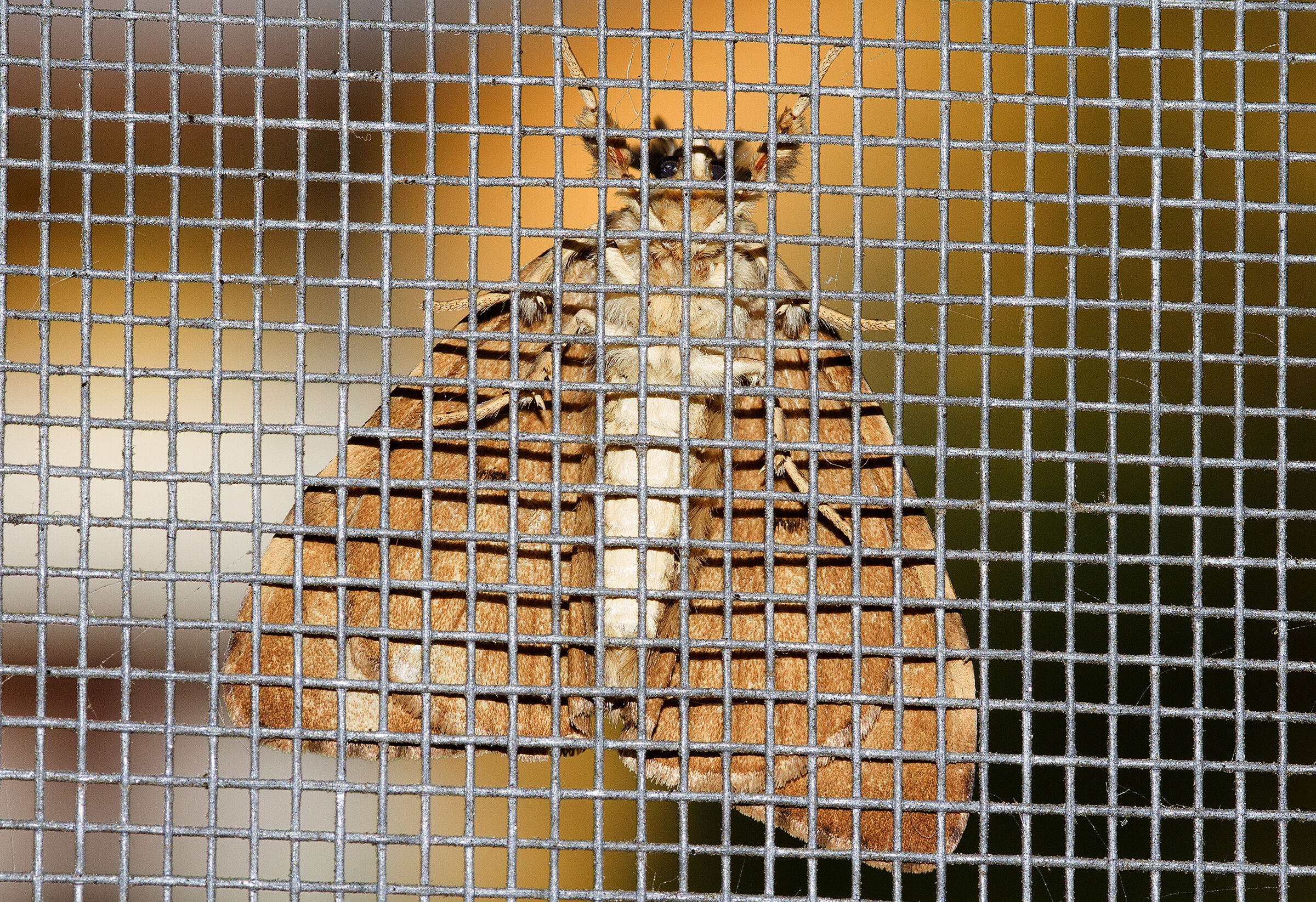 Falena su zanzariera