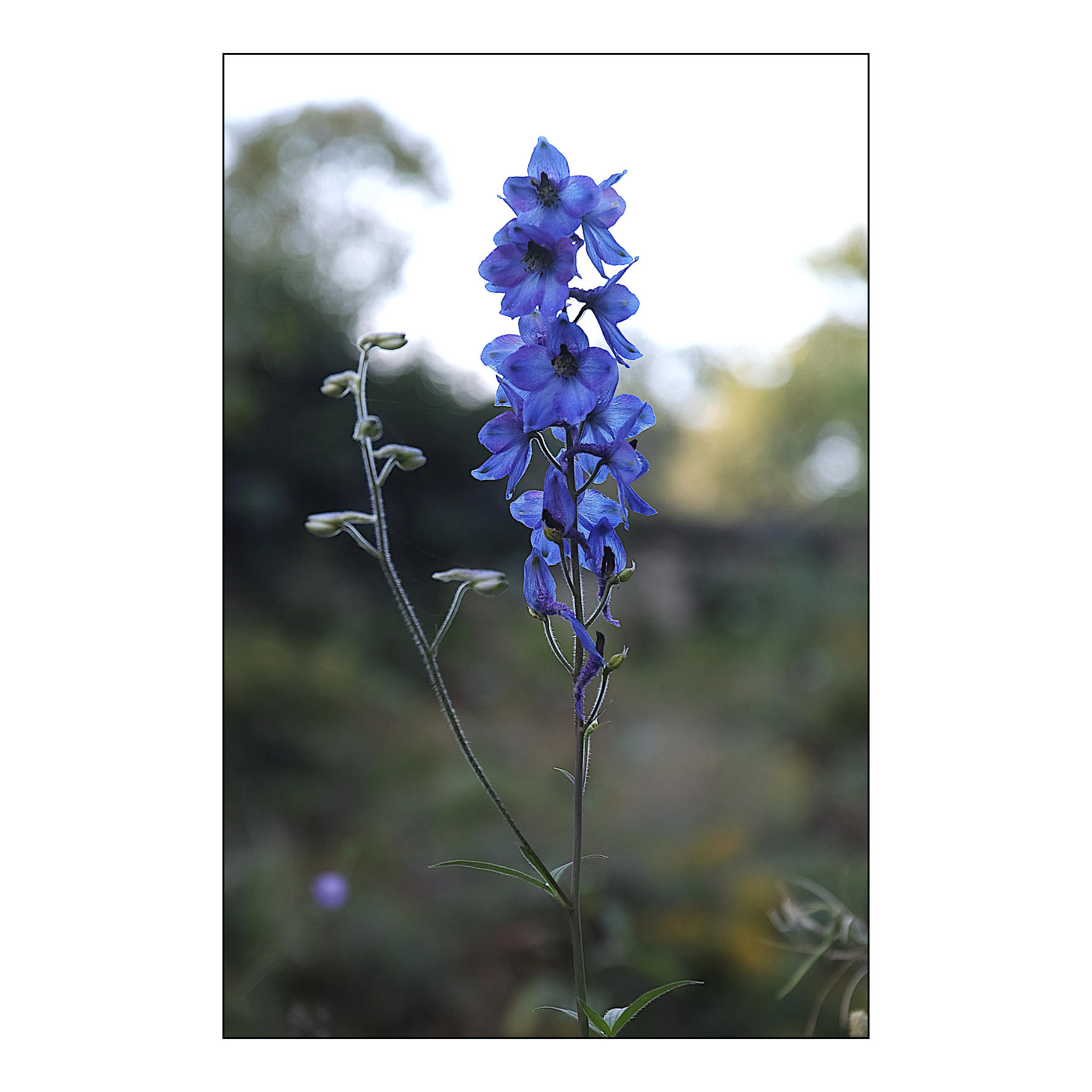 Delphinium