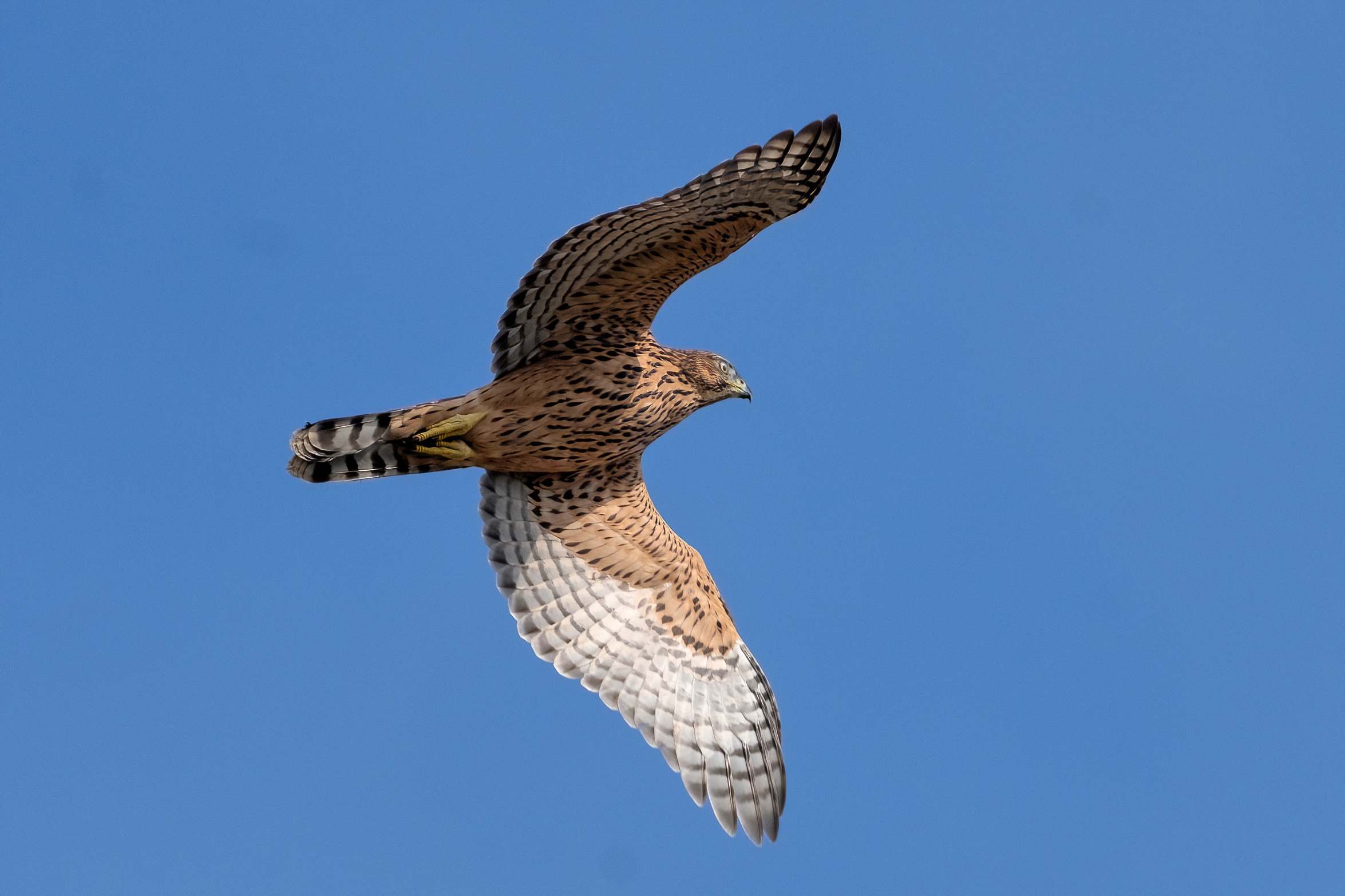 Goshawk (Accipiter gentilis) Juv