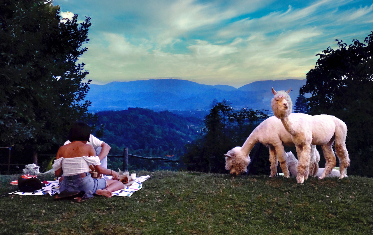 Picnic with Alpacas