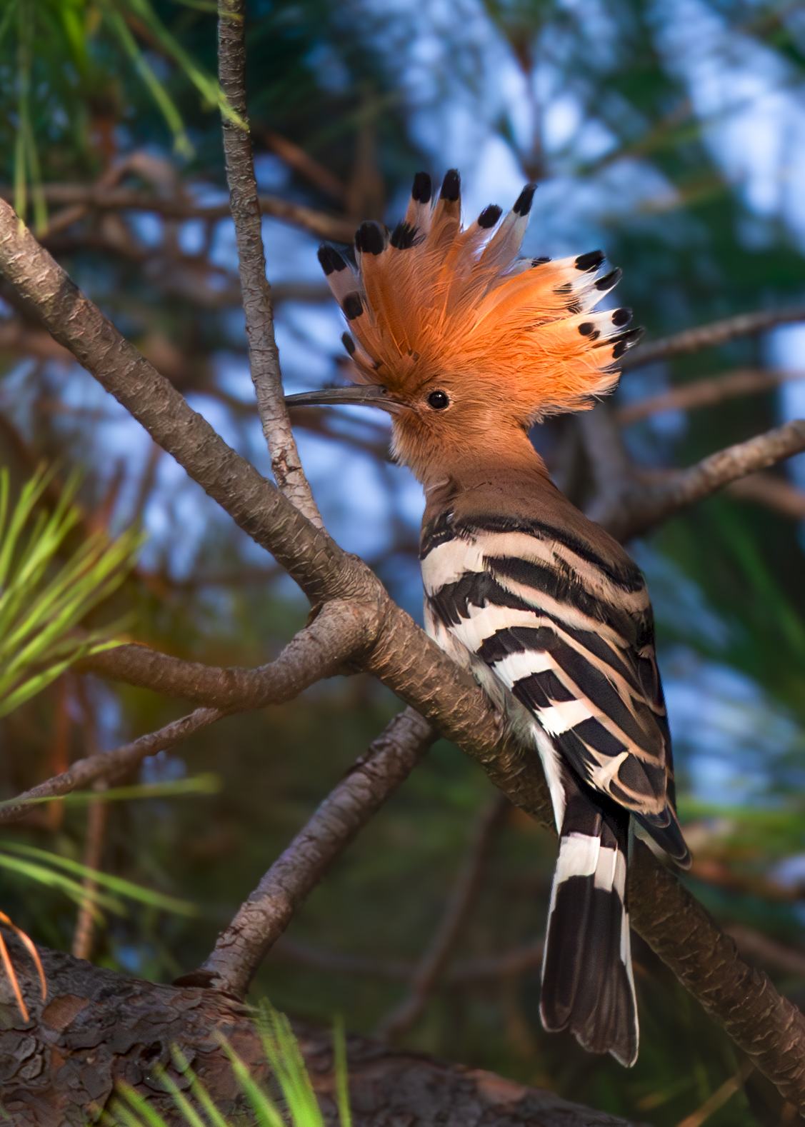 upupa