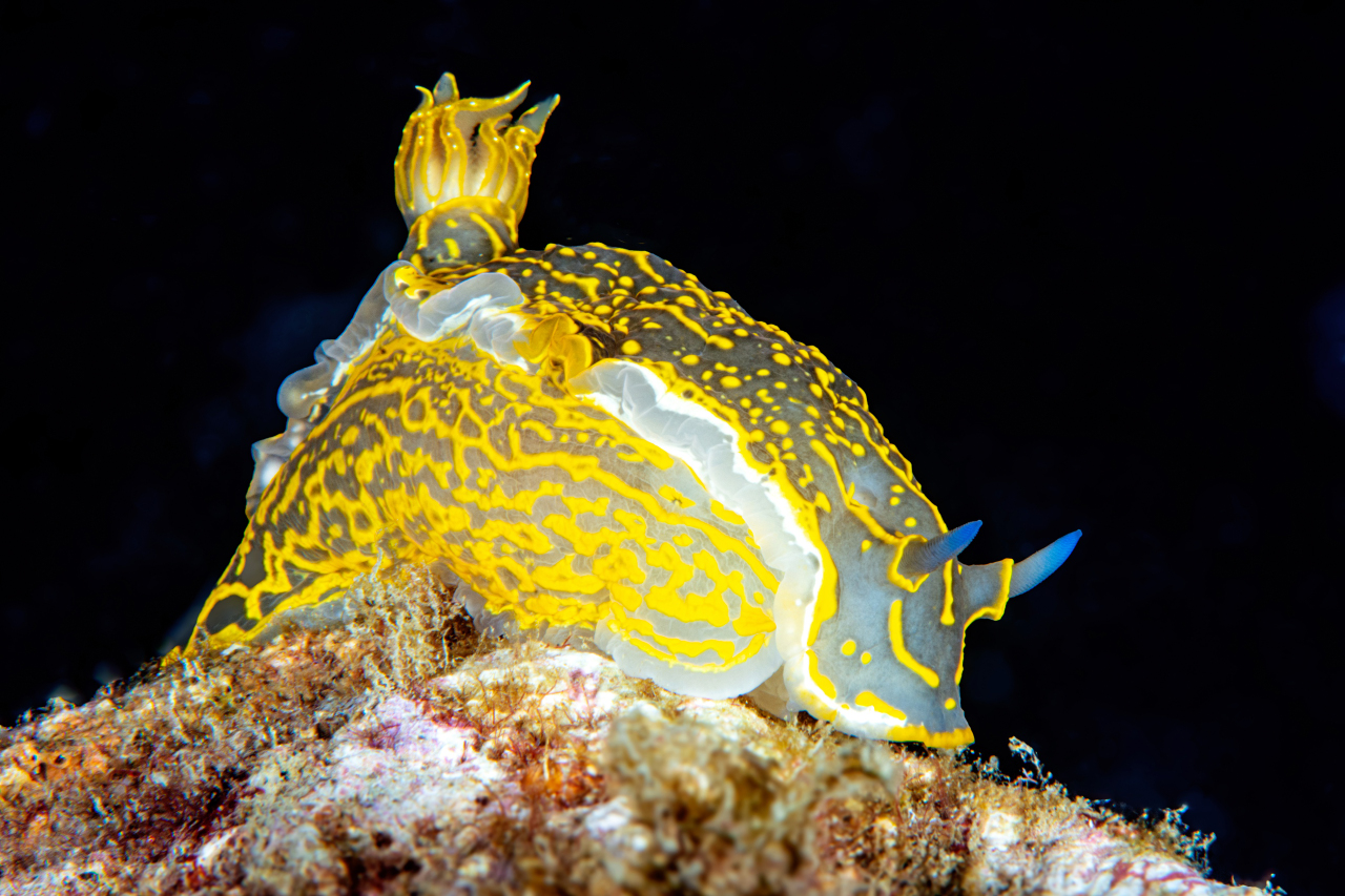 Nudibranco - Portovenere