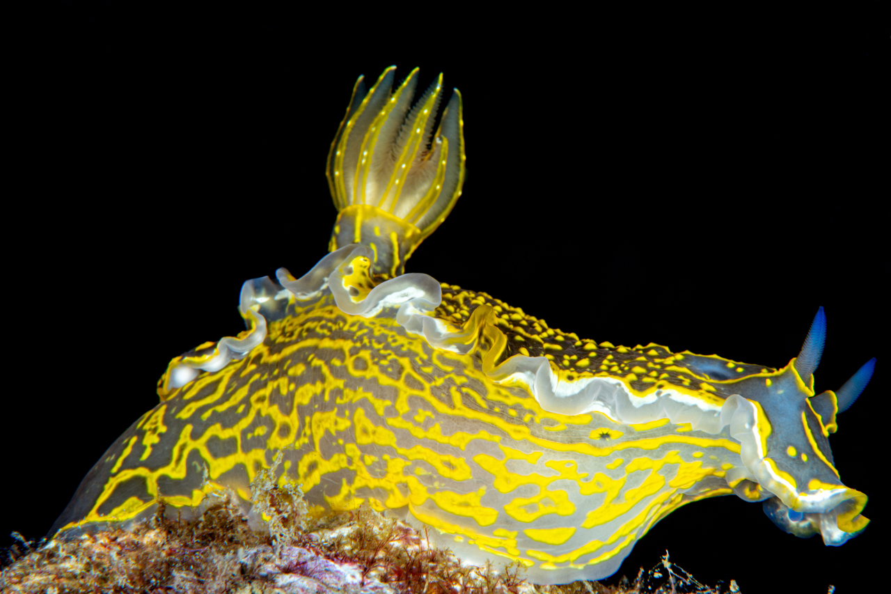Nudibranco - Portovenere