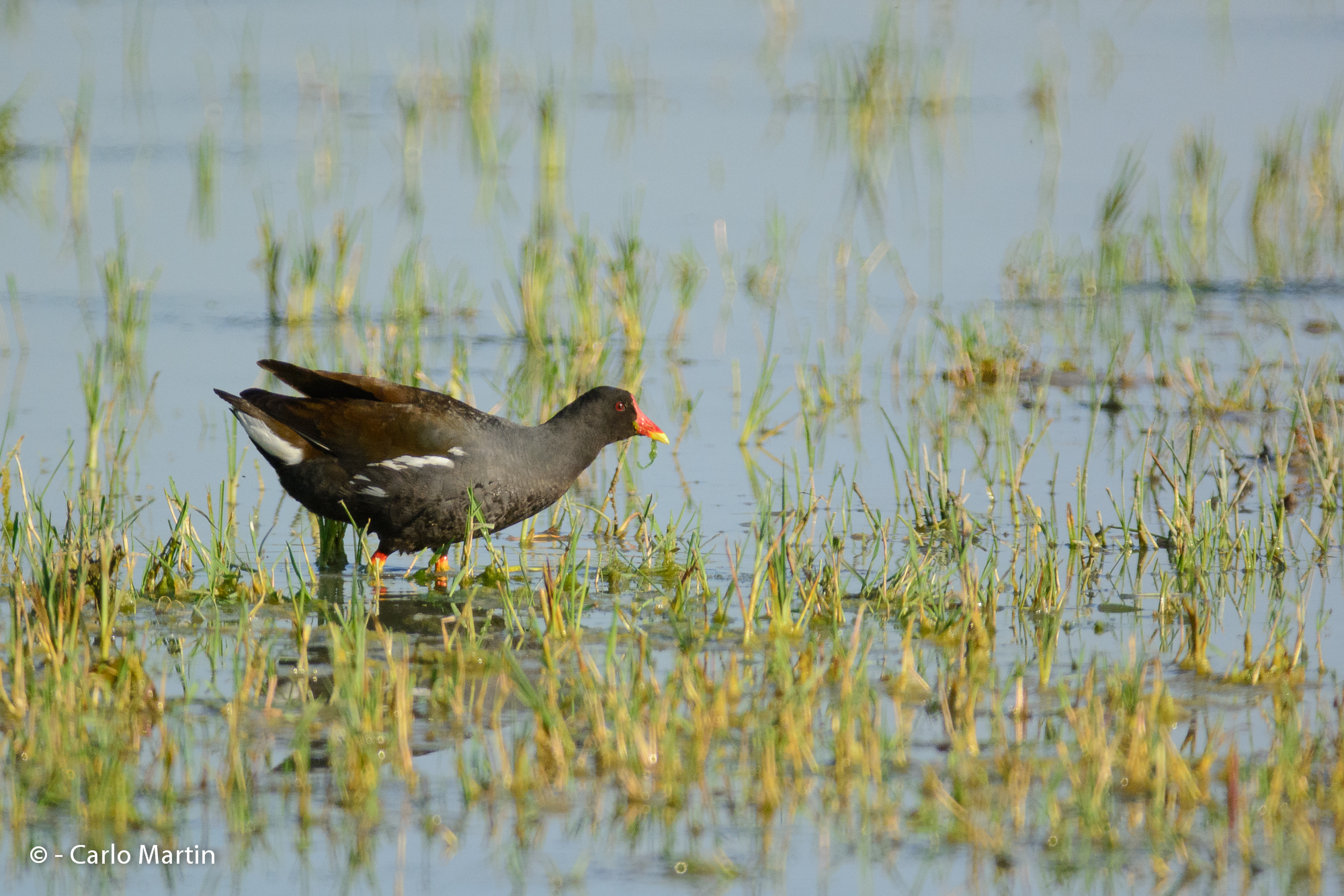 Moorhen