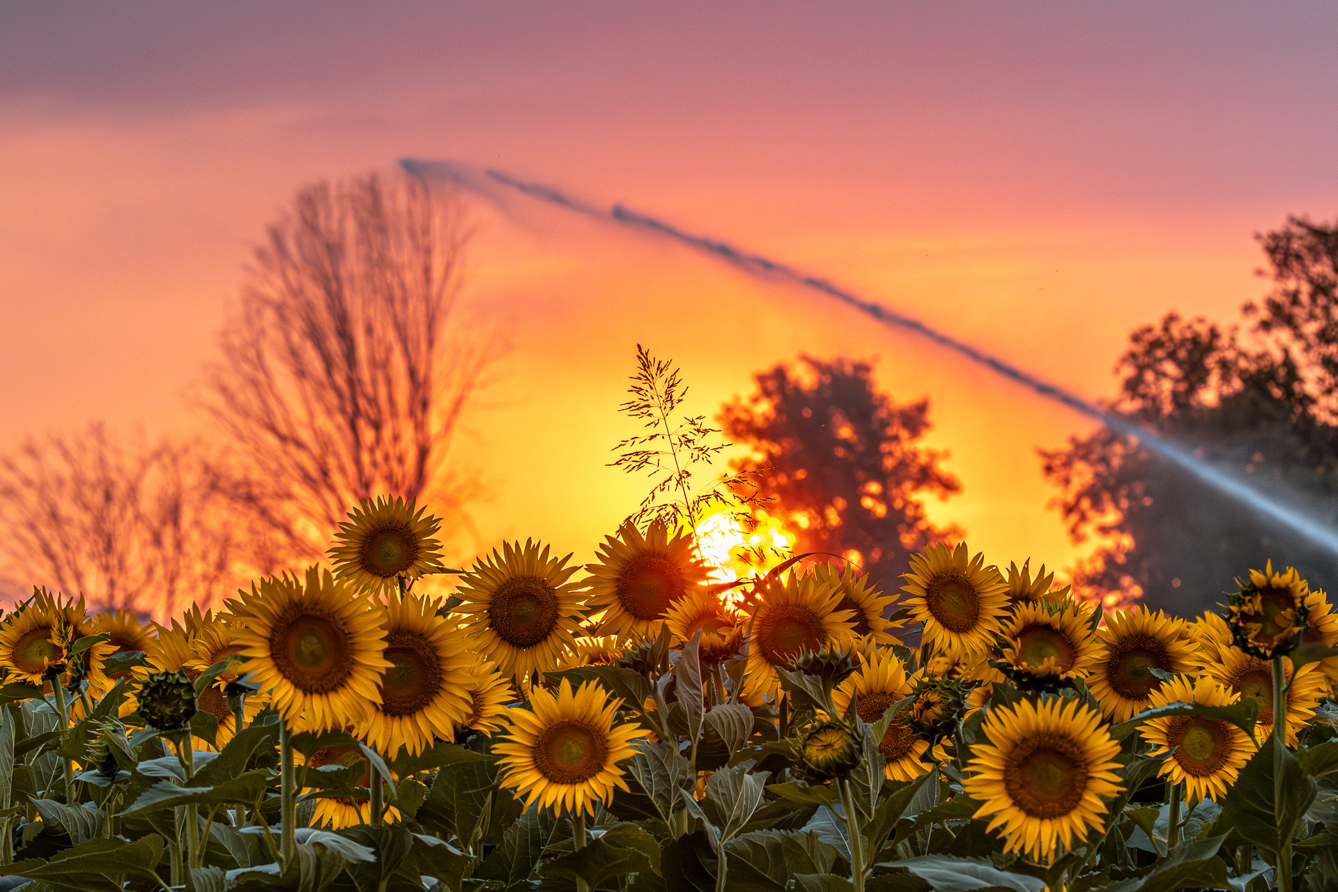 SUNSET WITH SUNFLOWERS